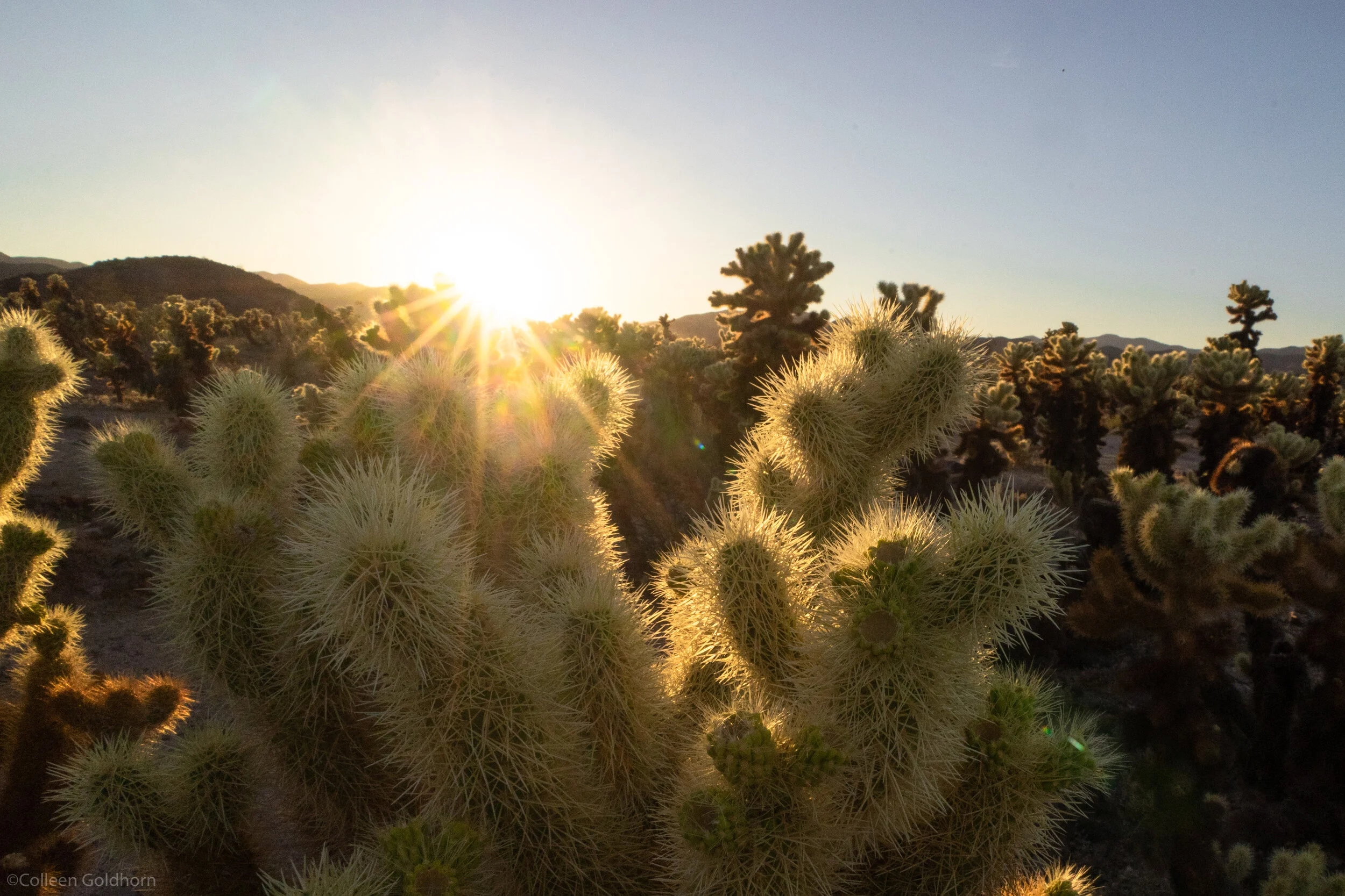 Cholla Cactus Garden, Joshua Tree National Park, California 