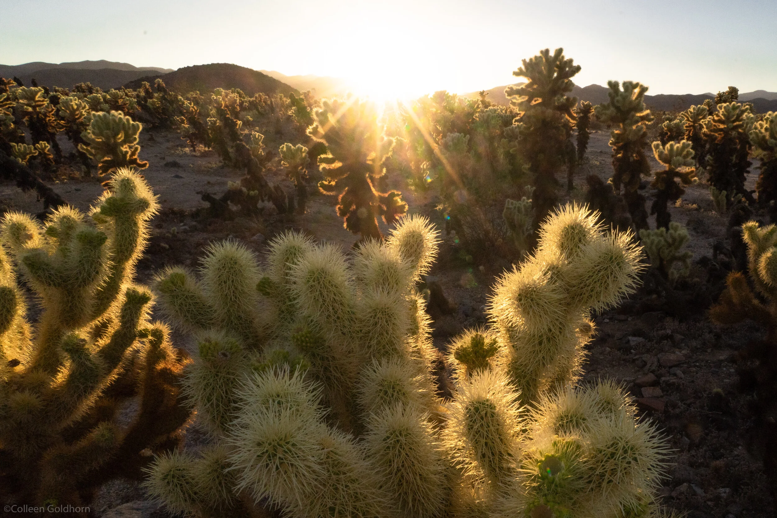 Cholla Cactuc Garden, Joshua Tree National Park, California 