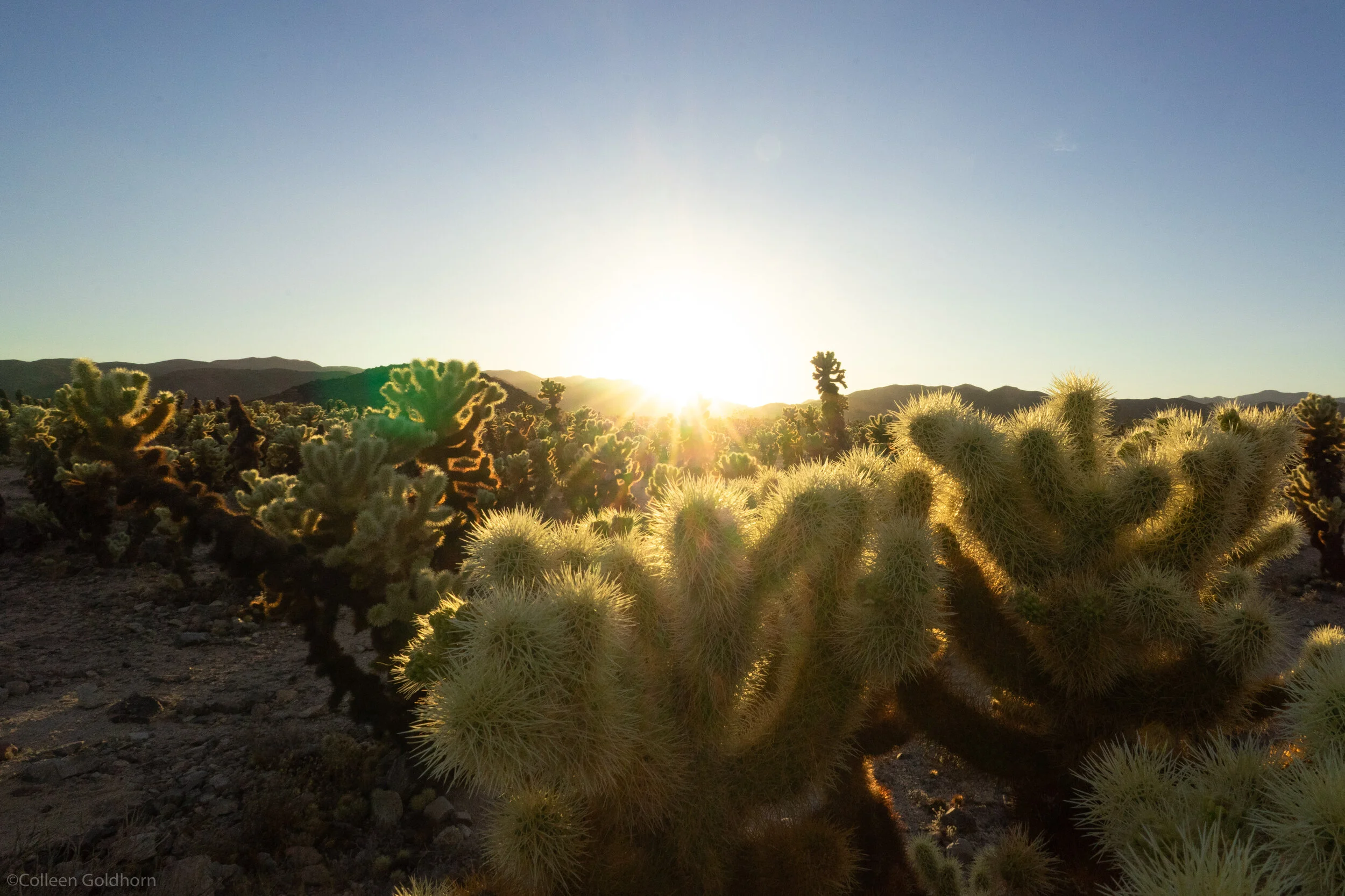 Cholla Cactus Garden, Joshua Tree National Park, California 