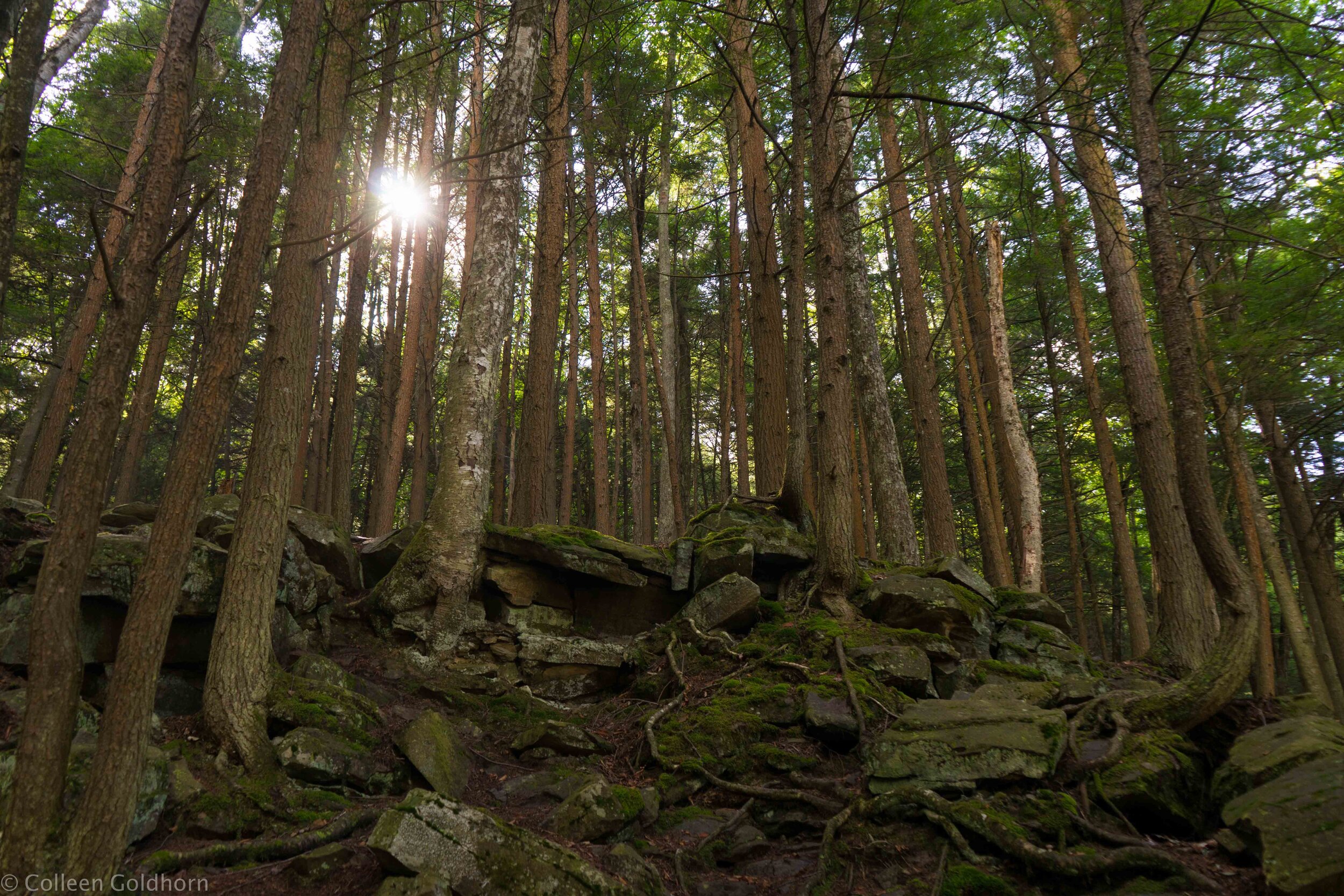 Hike to Dutchman Falls,  Loyalsock State Forest,Pennsylvania