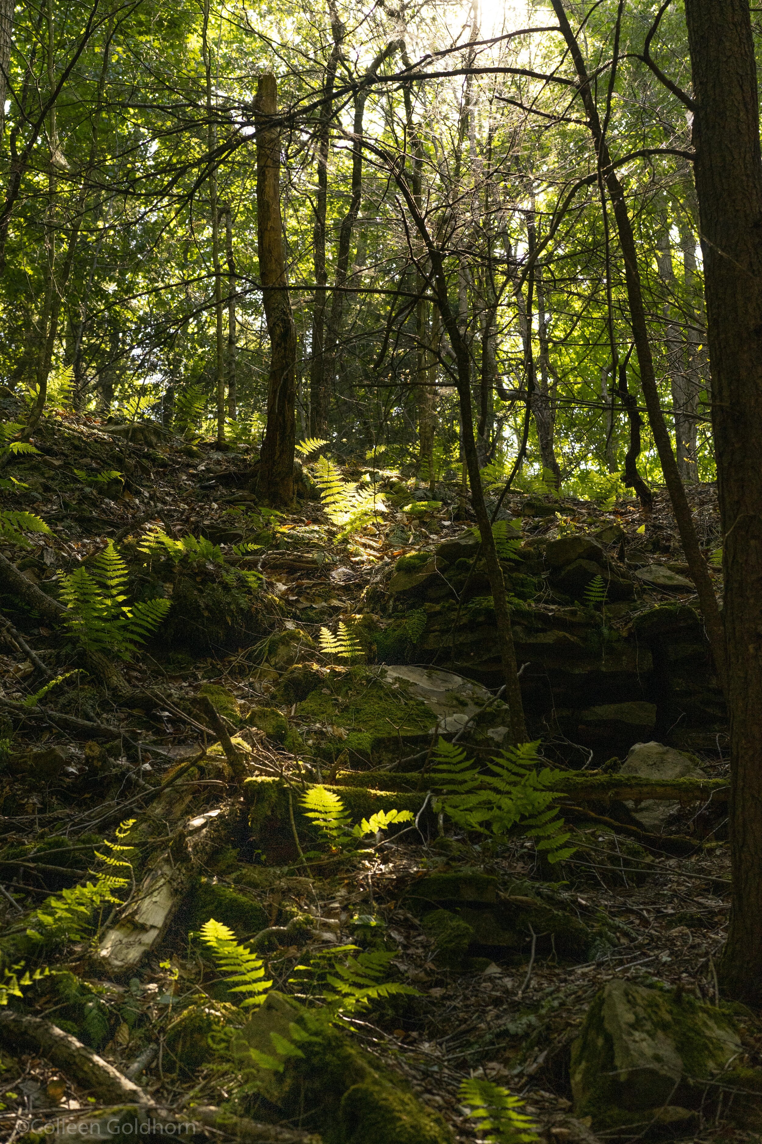 Ketchum Run Falls, Loyalsock Trail, Pennsylvania