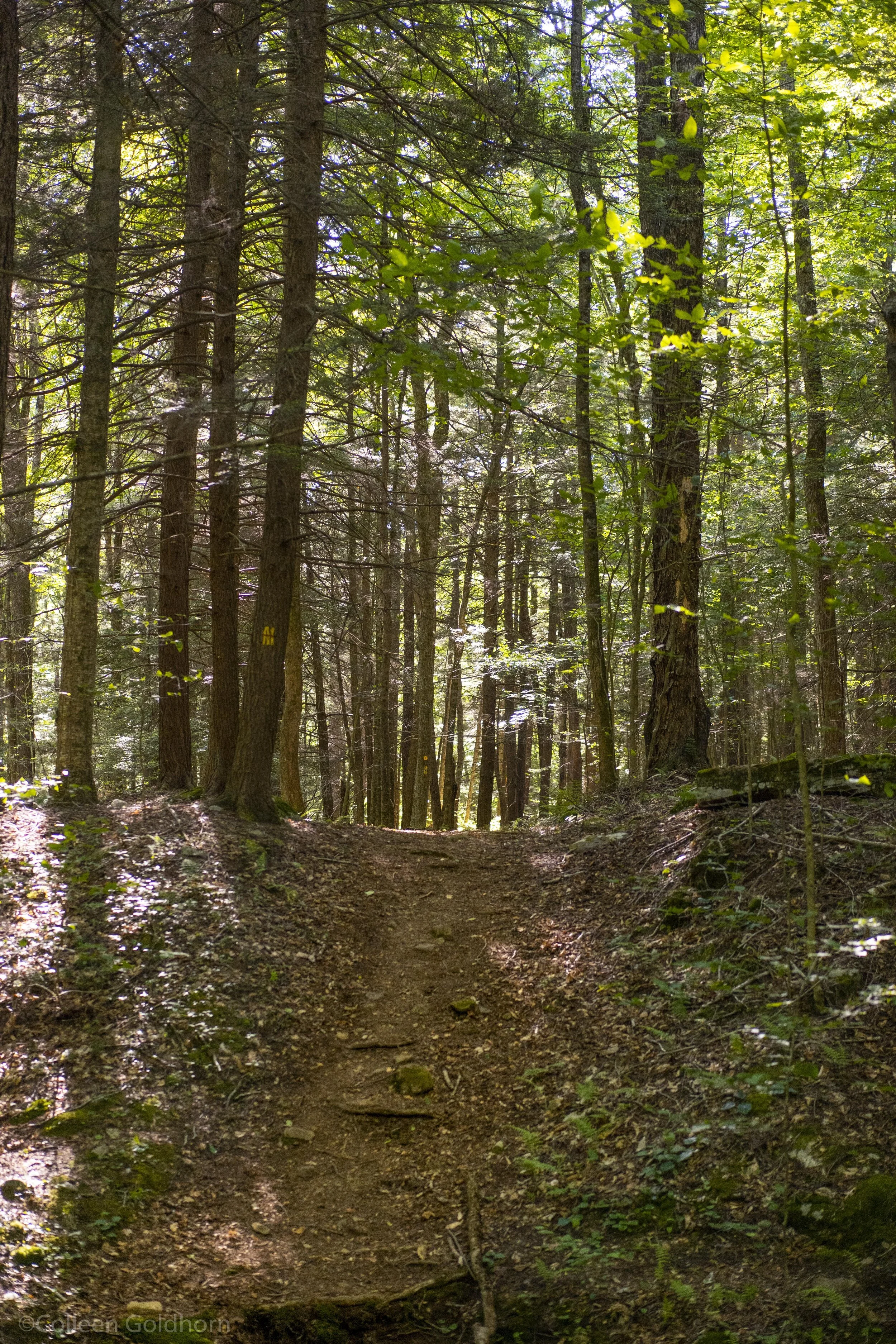 Ketchum Run Falls, Loyalsock Trail, Pennsylvania