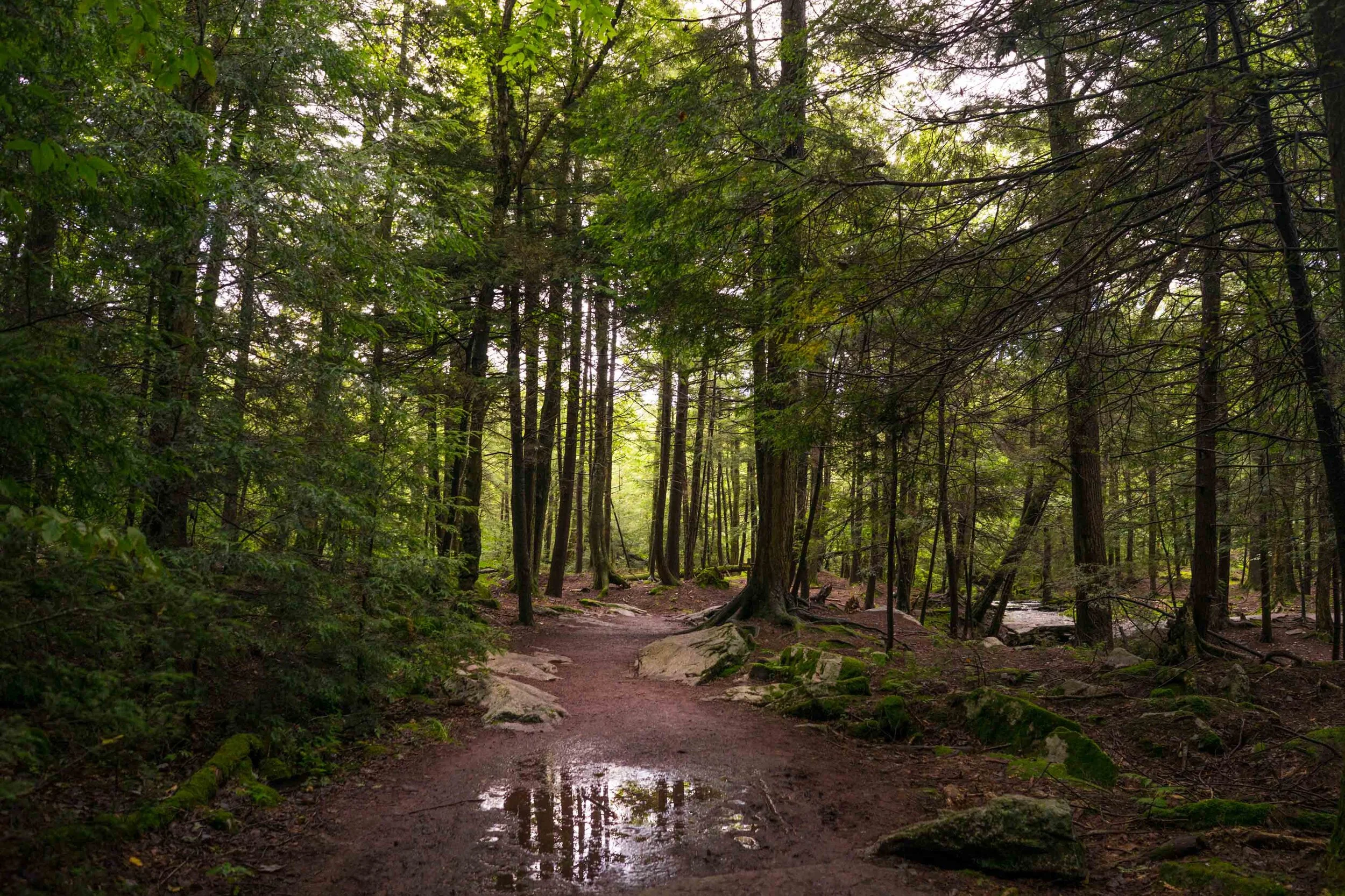 Ricketts Glen Falls Trail, Pennsylvania