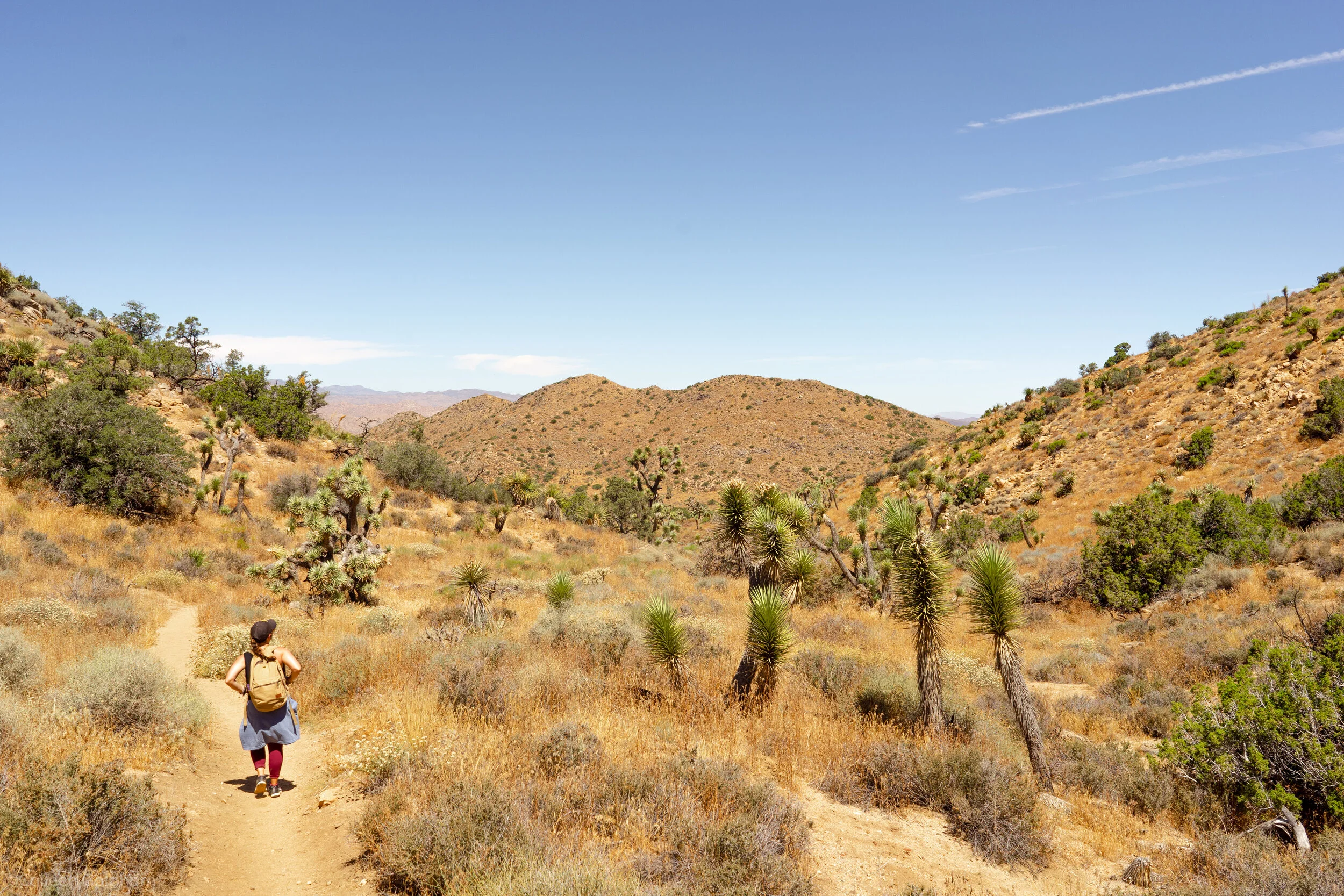 High View Nature Loop, Joshua Tree National Park, California