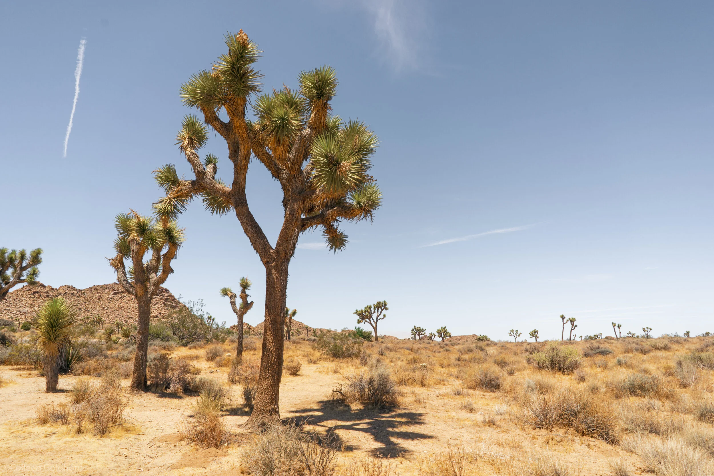 High View Nature Loop, Joshua Tree National Park, California