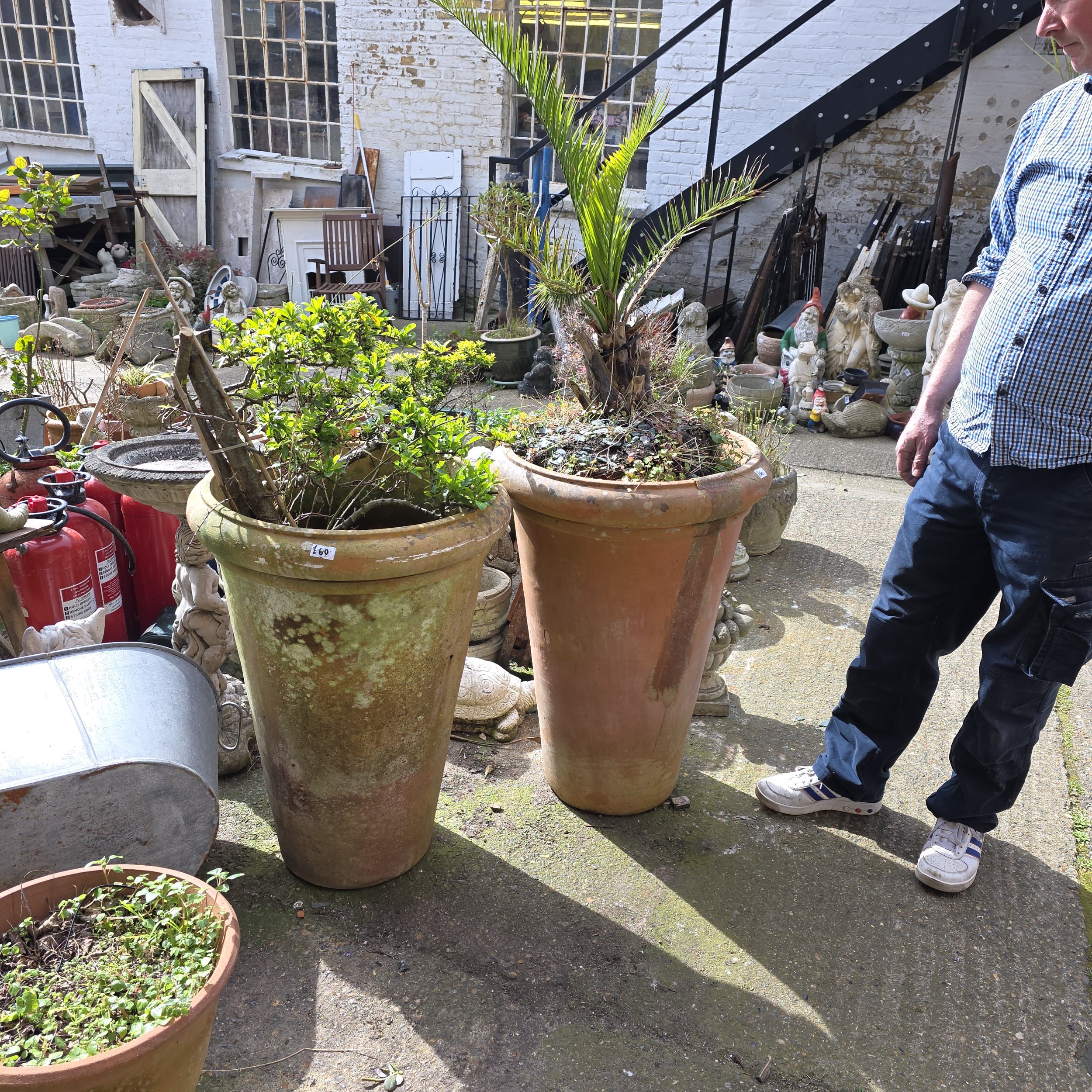 £60 - large terracotta pots with plants - one sold