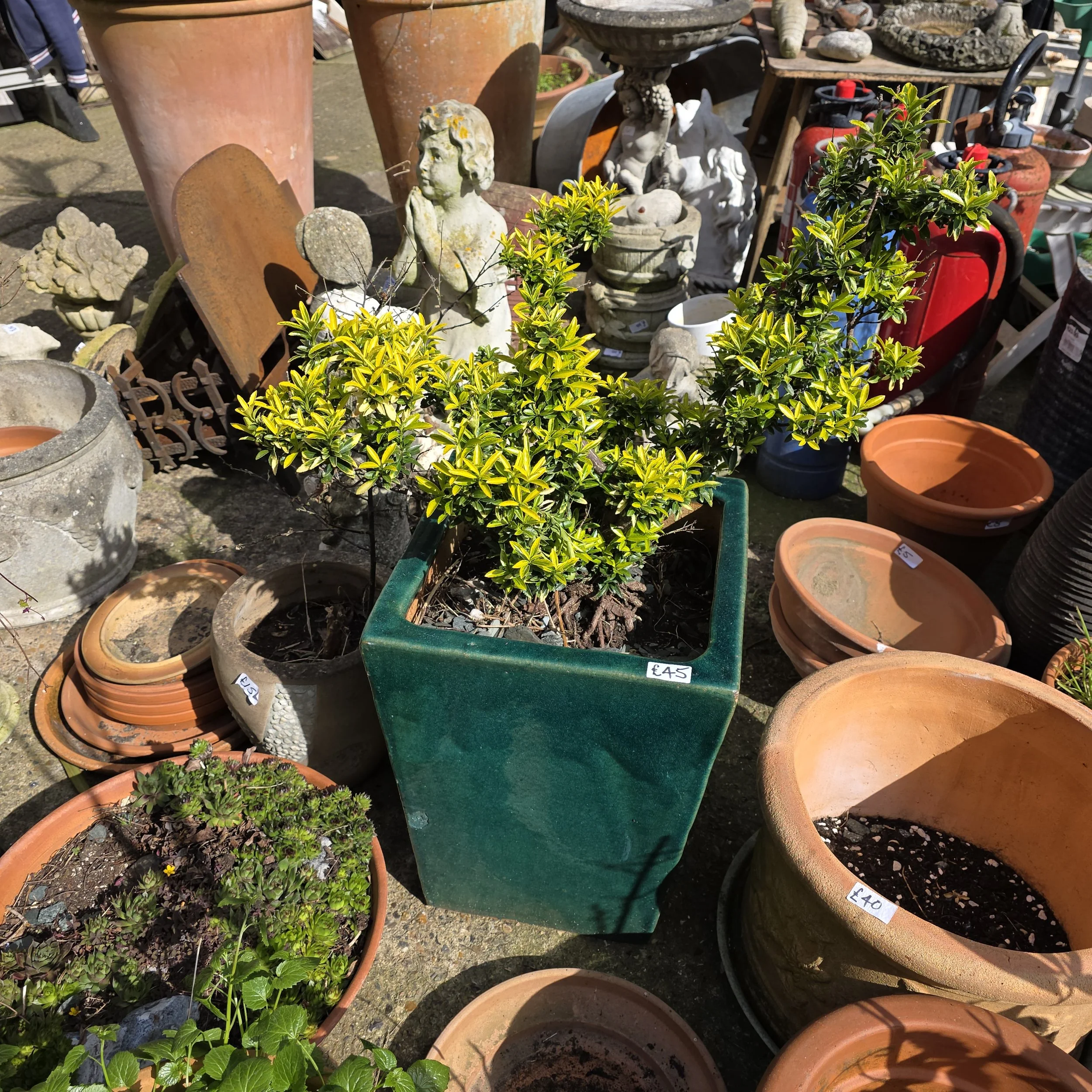 £45 square green planter with plant