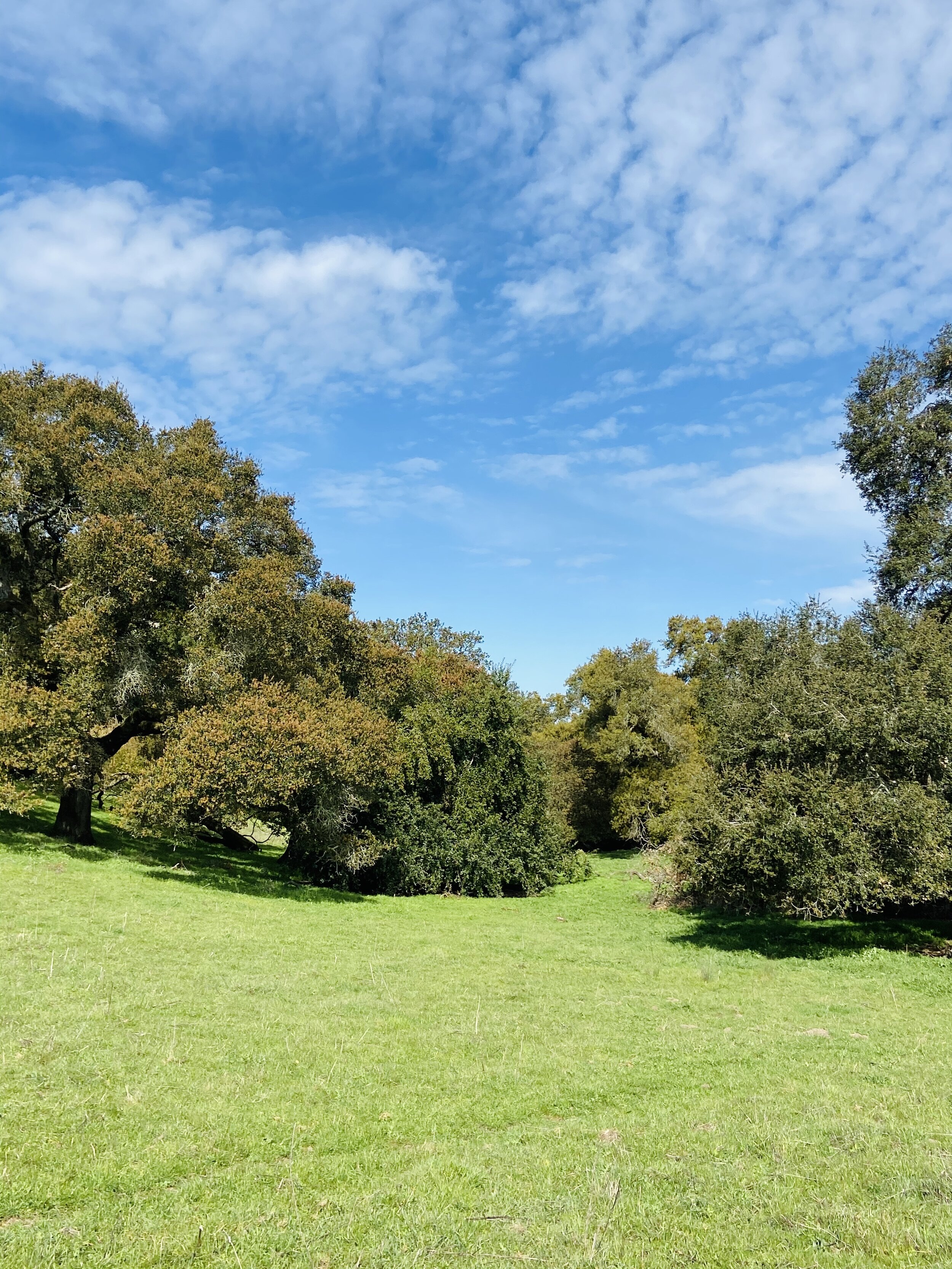 First Hike! Tolay Lake Regional Park (Petaluma)