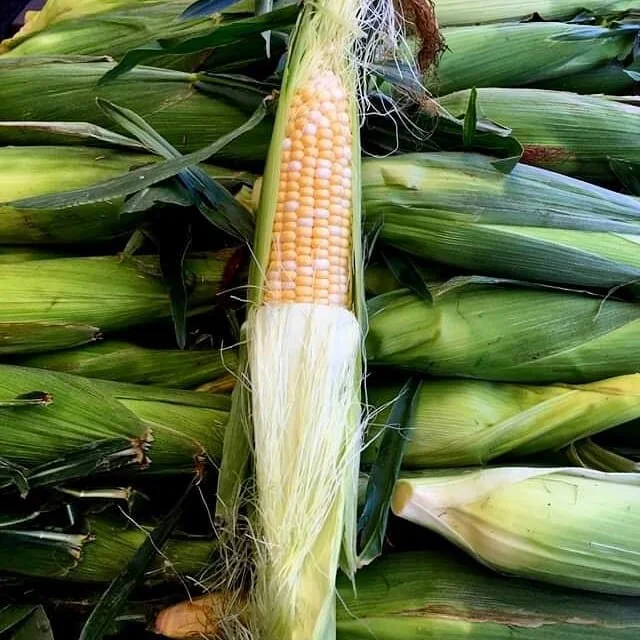 Native Butter & Sugar Corn is here!  Stop by and pick up this sweet summertime favorite!  We are open 8-6 daily and located at 177 Sandwich Road, Wareham.  #nessrallasfarmwareham  #nativebutterandsugarcorn  #summertimefoods #sweet🌽