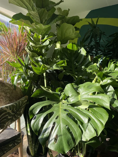 About Us — Plants Delivered Chicago