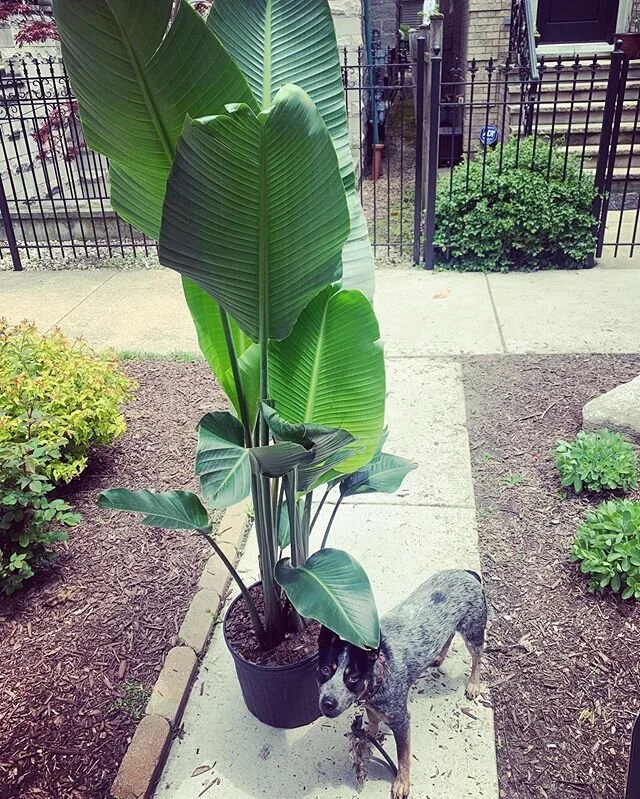 Our Story — Plants Delivered Chicago