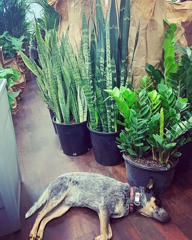 Our Story — Plants Delivered Chicago