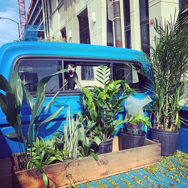 Our Story — Plants Delivered Chicago