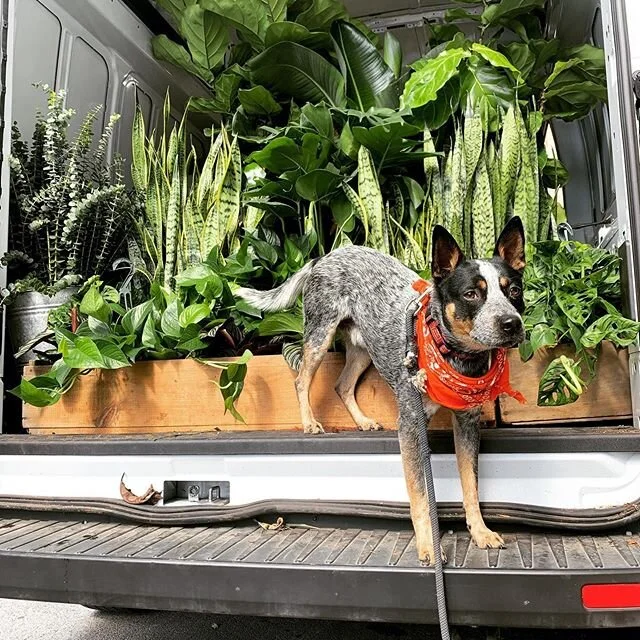 Our Story — Plants Delivered Chicago