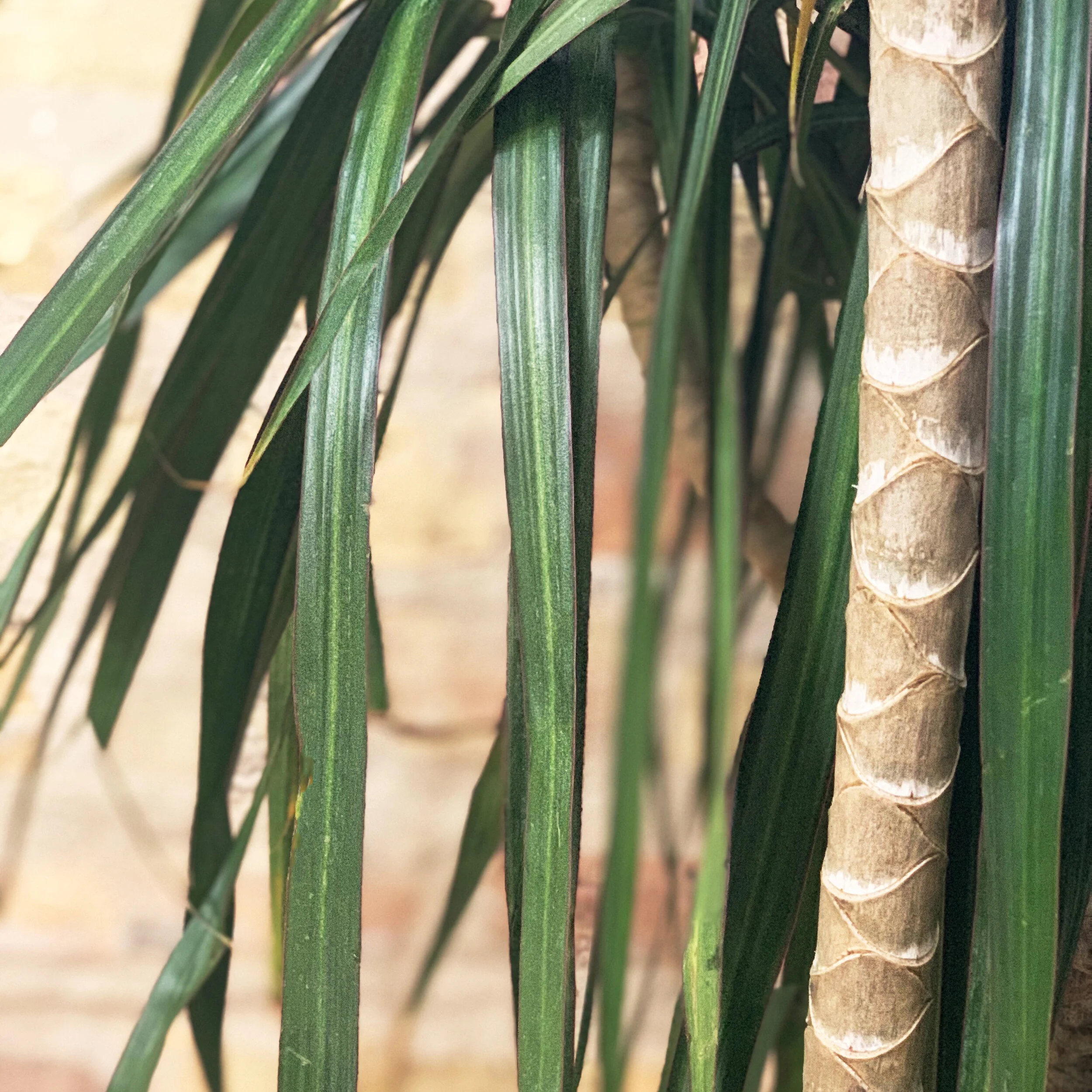 Plants Delivered Chicago