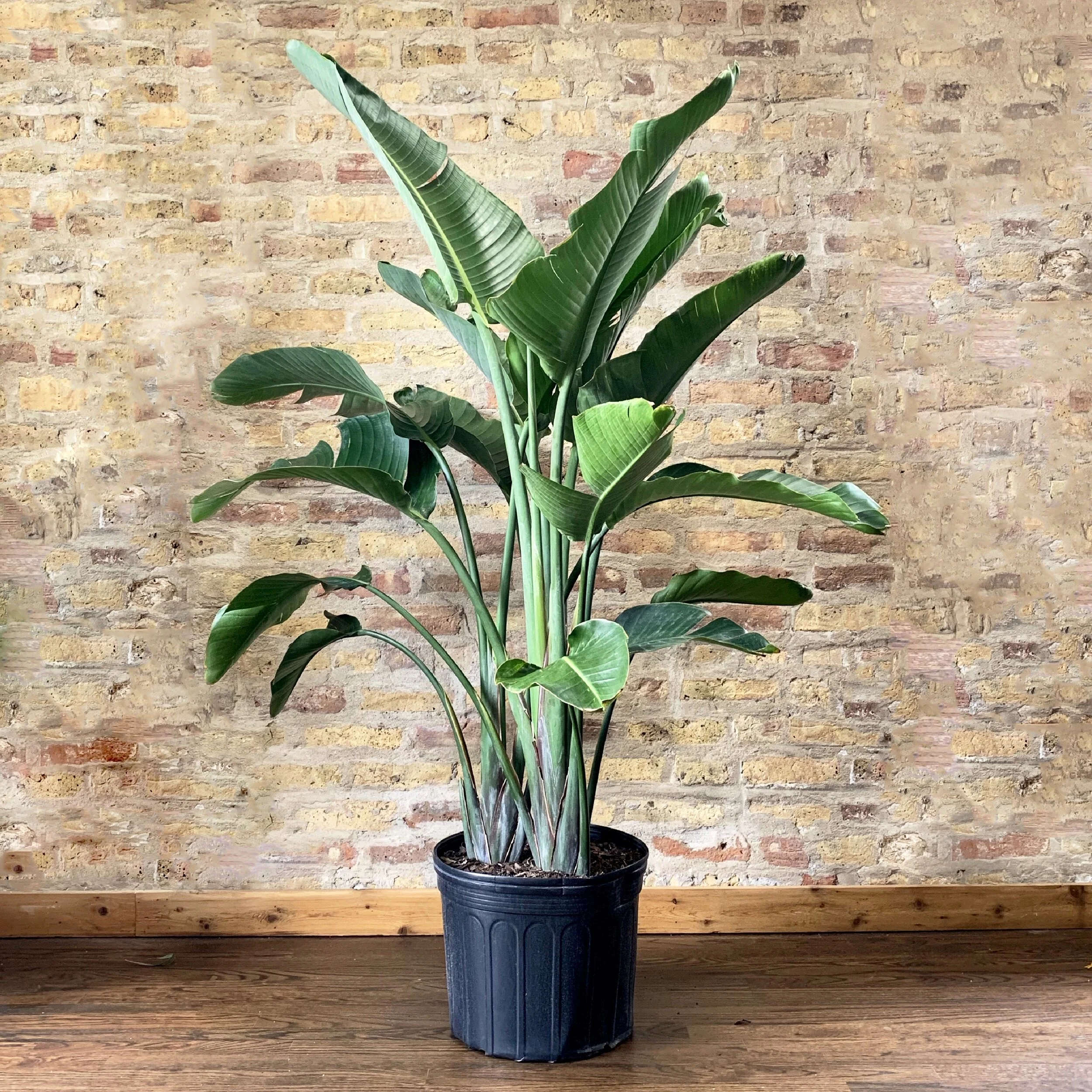 White Bird of Paradise Care