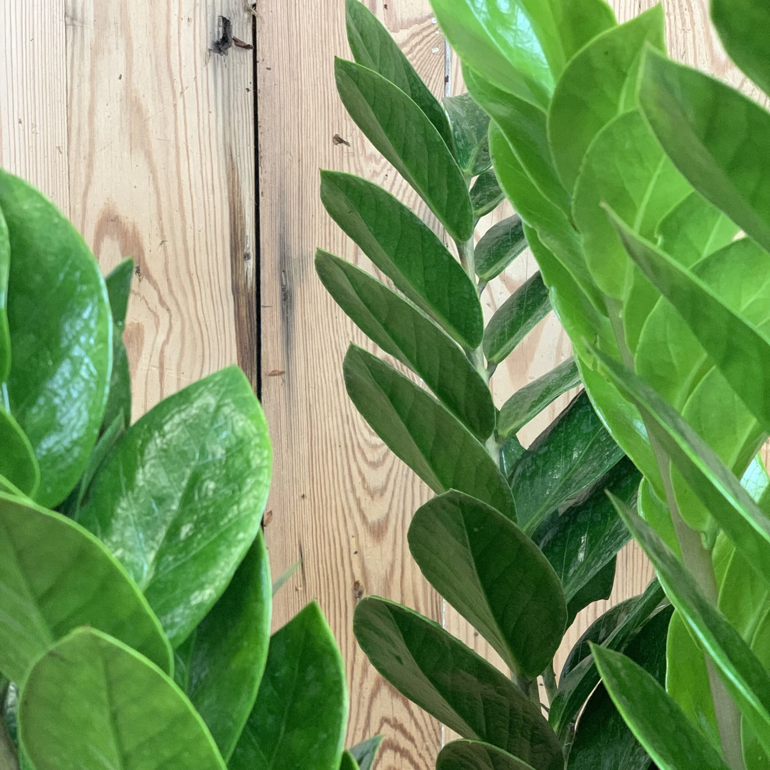 ZZ Plant Care Guide