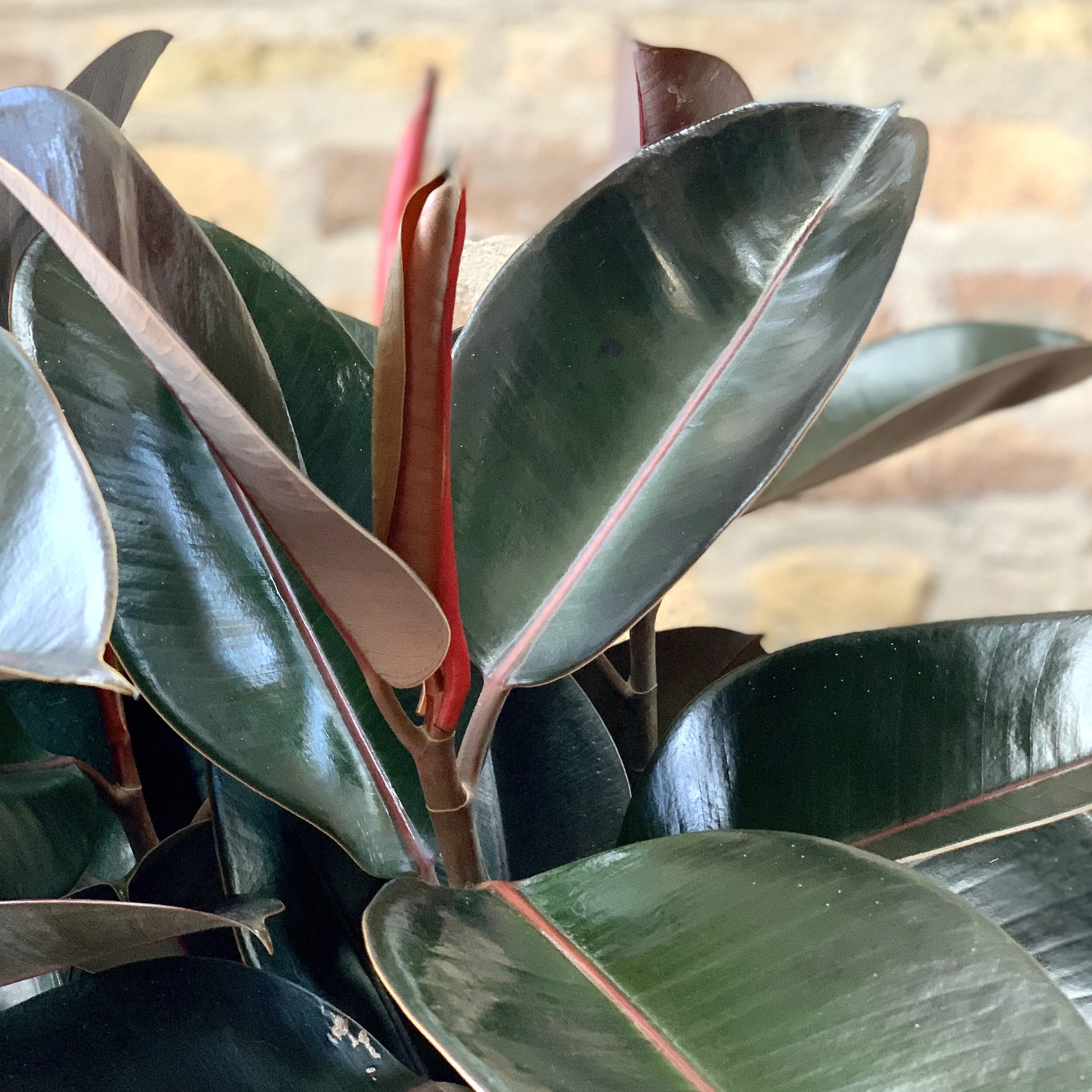 Burgundy Rubber Plant Guide