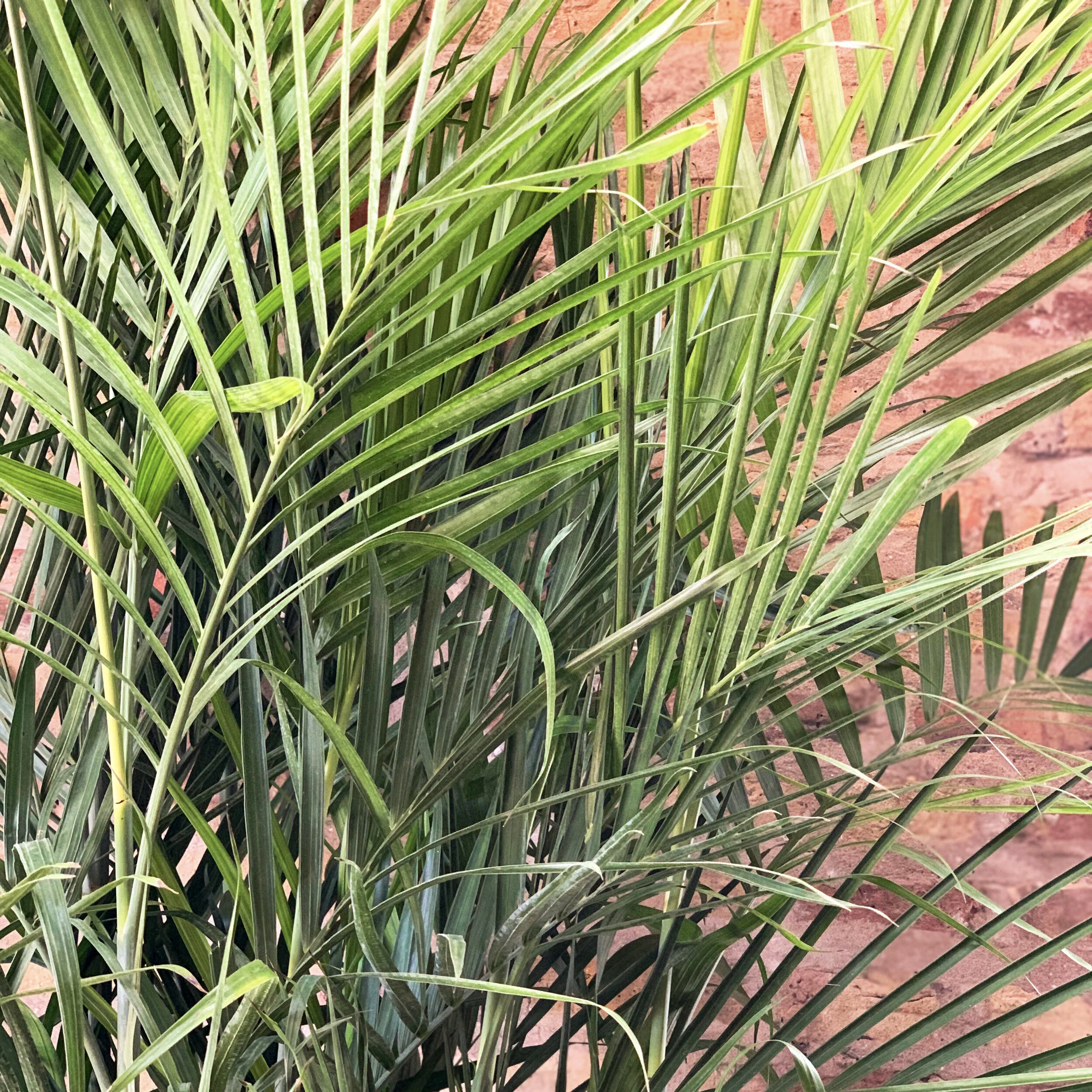 Bamboo Palm Care Guide