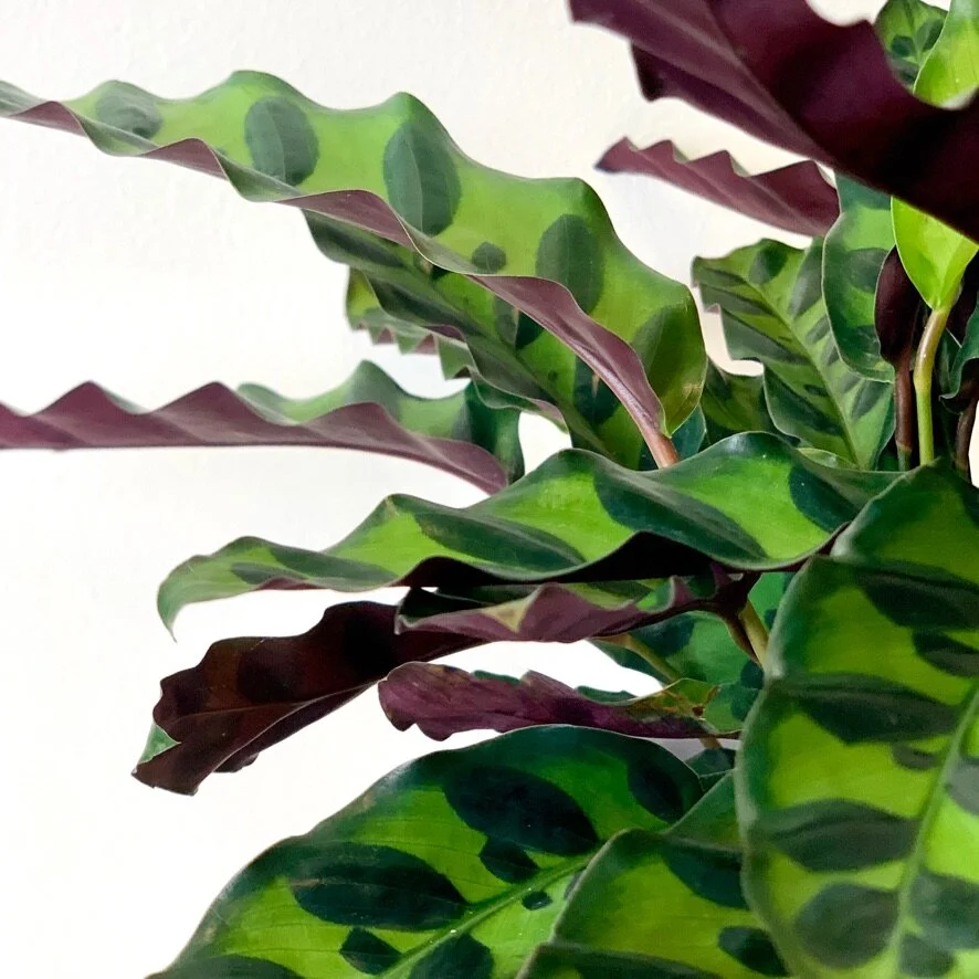 Calathea ‘Rattlesnake’