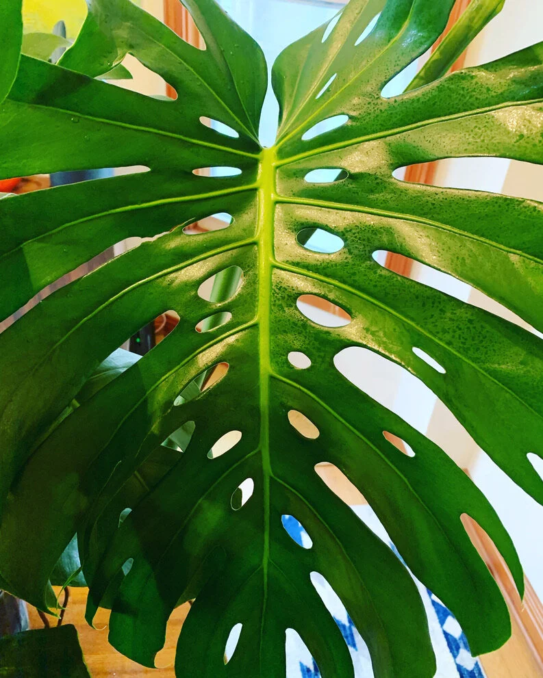 Monstera Deliciousa Care