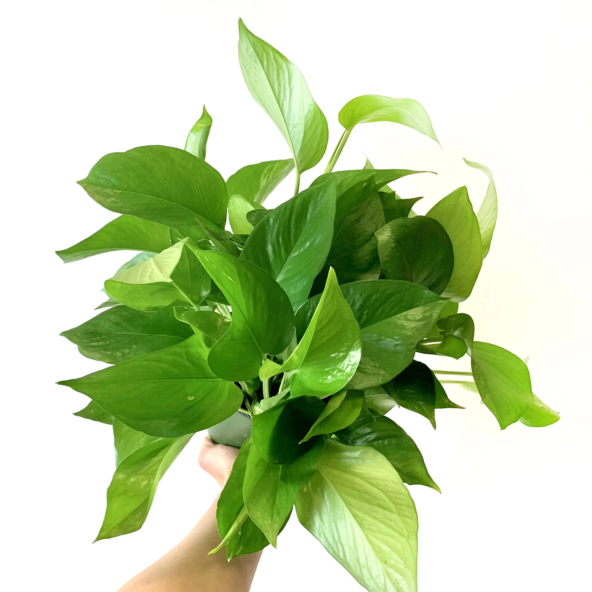 Pothos Care