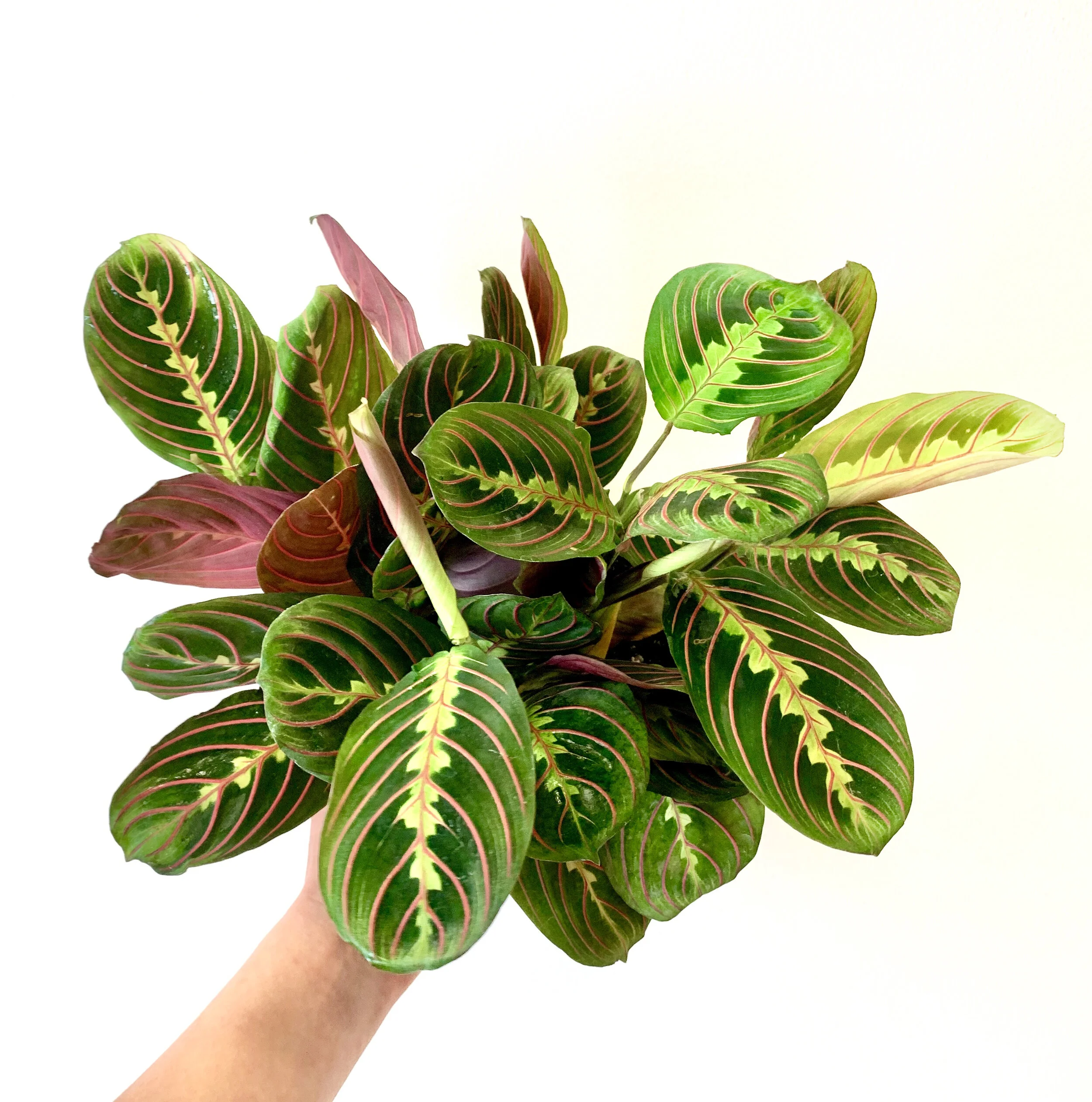 Maranta Care
