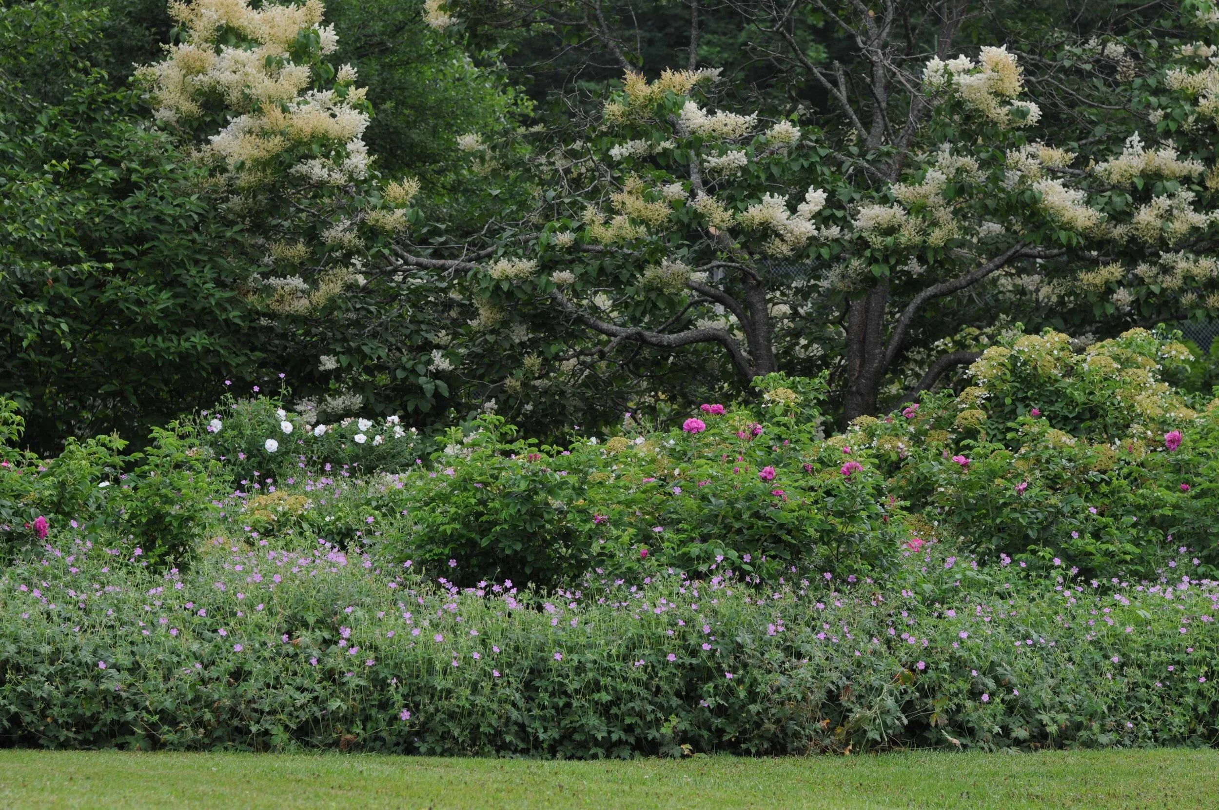 rose garden with geranium, japanese lilac