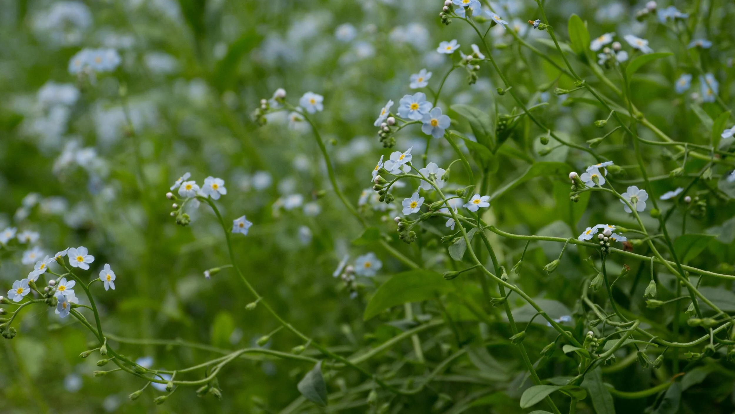 forget me not