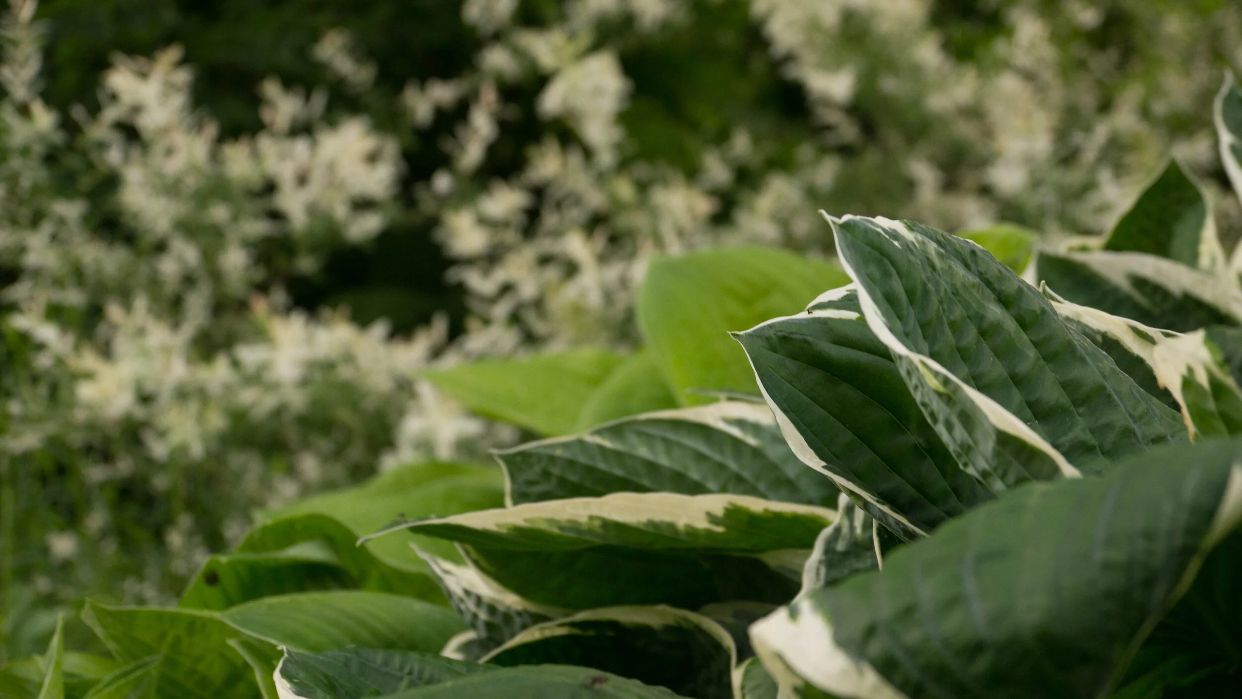 hosta, willow