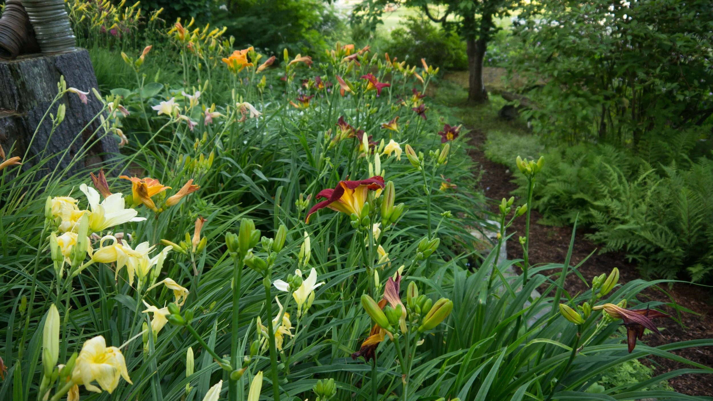 daylily