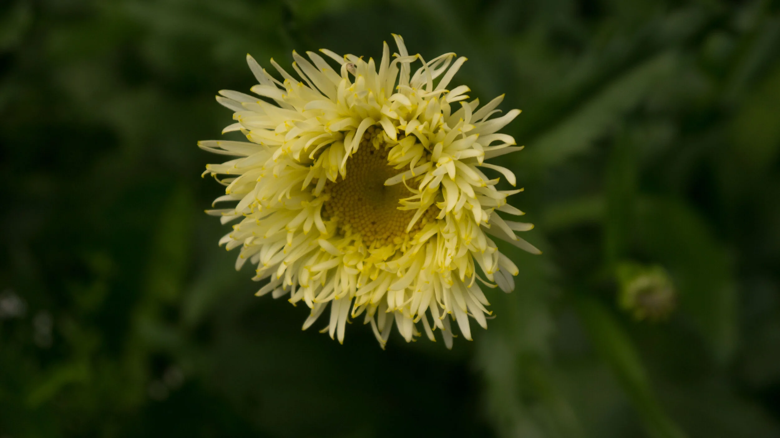 blanket flower