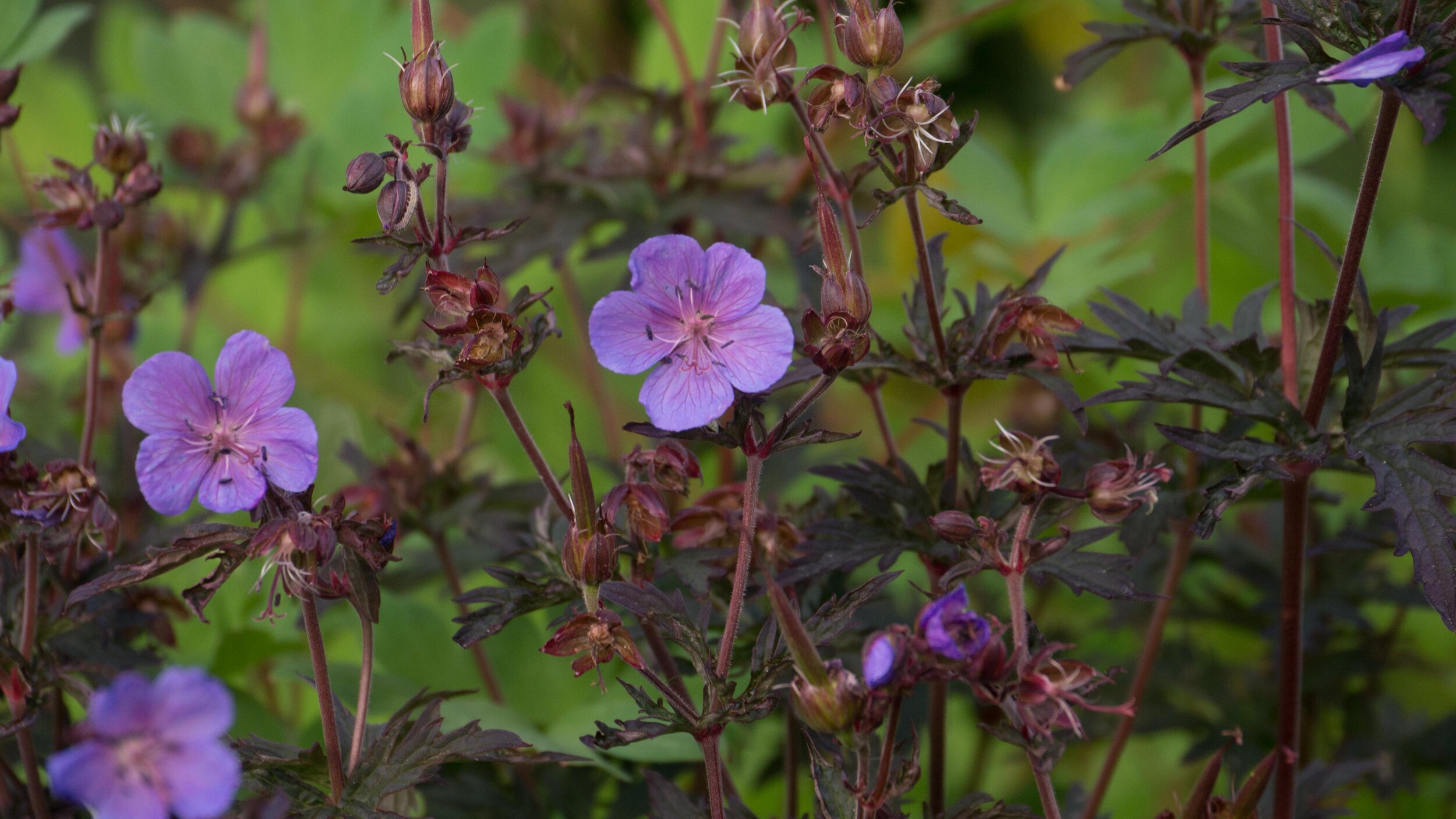 geranium