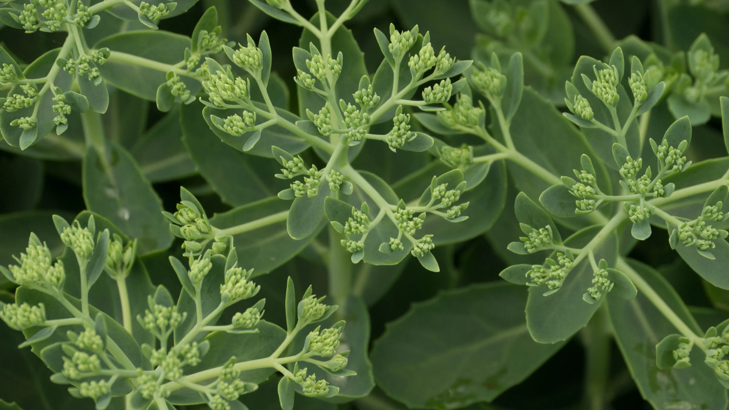 sedum