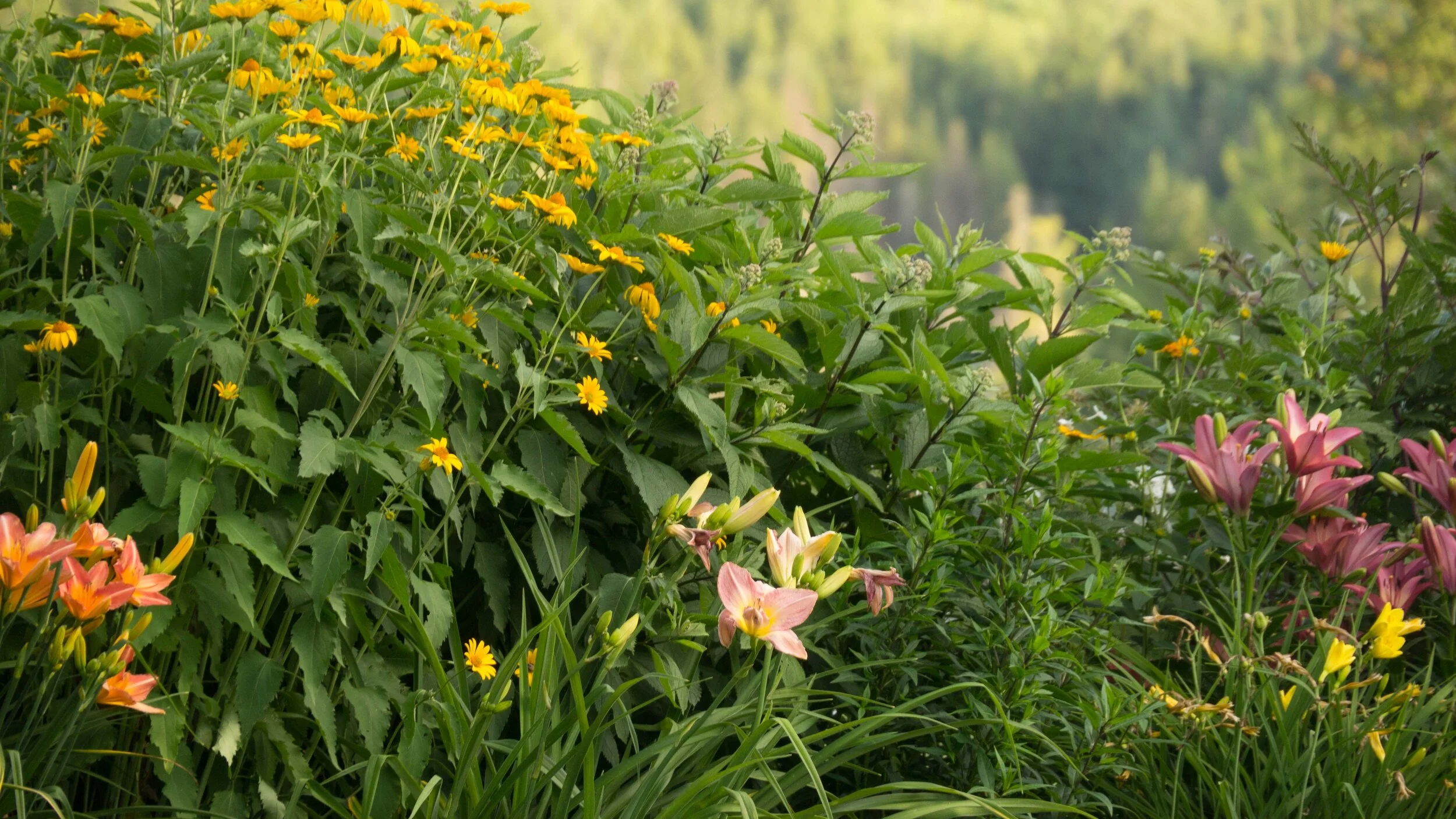 heliopsis, daylily