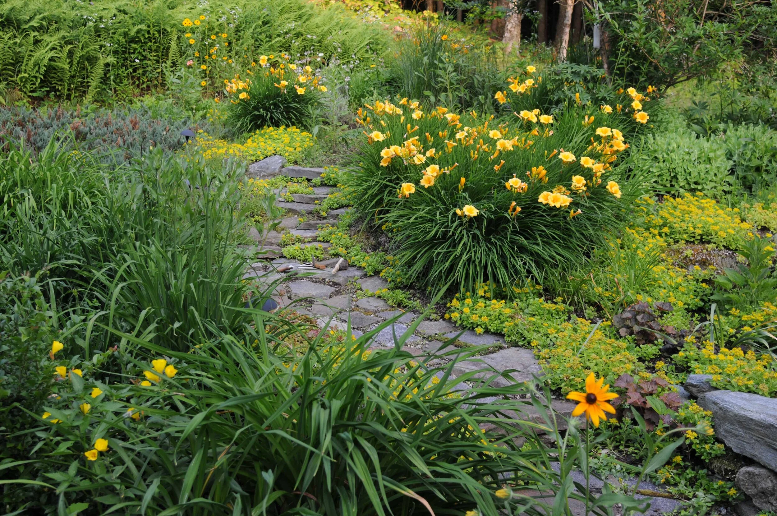 daylily, sedum & more