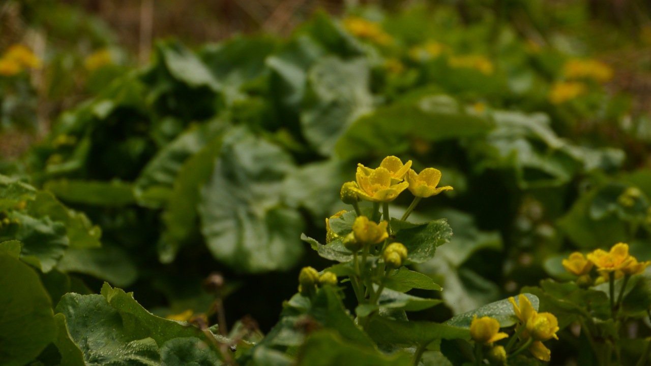 Buttercup