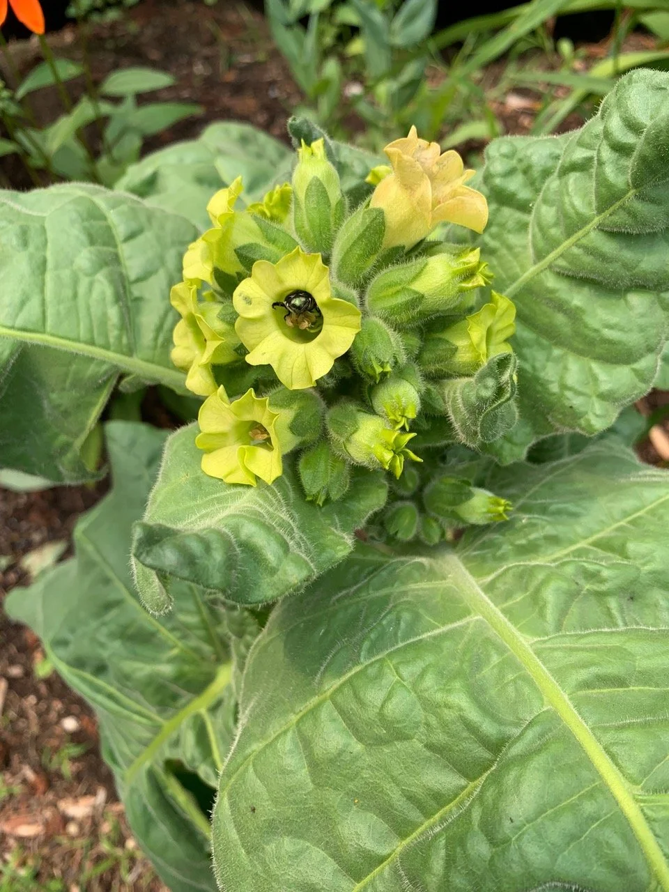 Mystery Plant