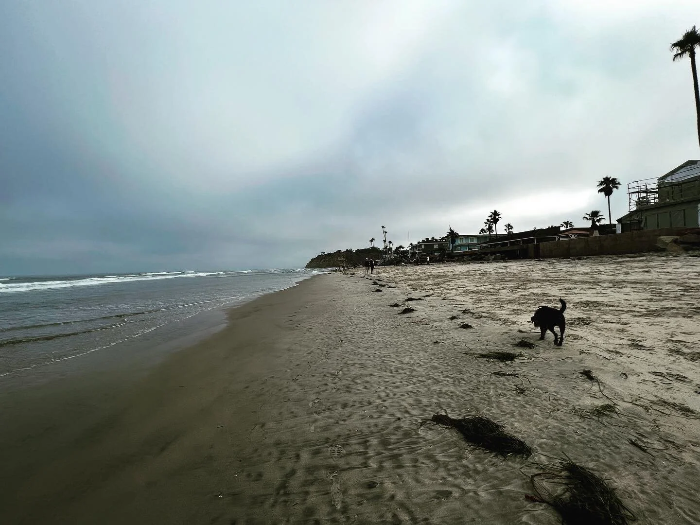 Overcast summer morning at dog beach. 🌊🐾