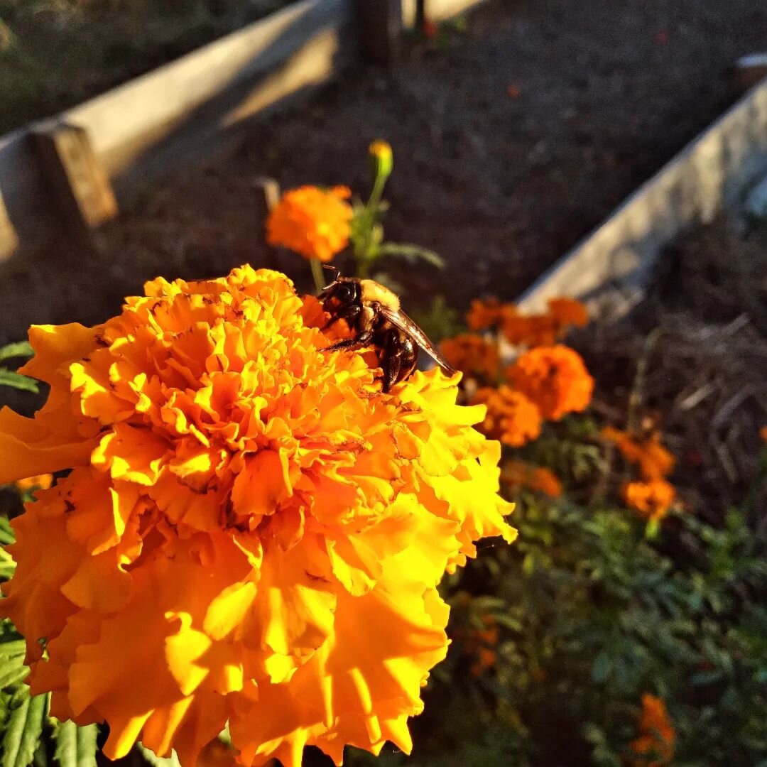I was clearing a few beds in the jungle garden a few days ago, and caught this little bee taking a late afternoon nap in the marigolds. He was just too cute not to share! 🐝 

October has been so beautiful here this year! We've celebrated birthdays &