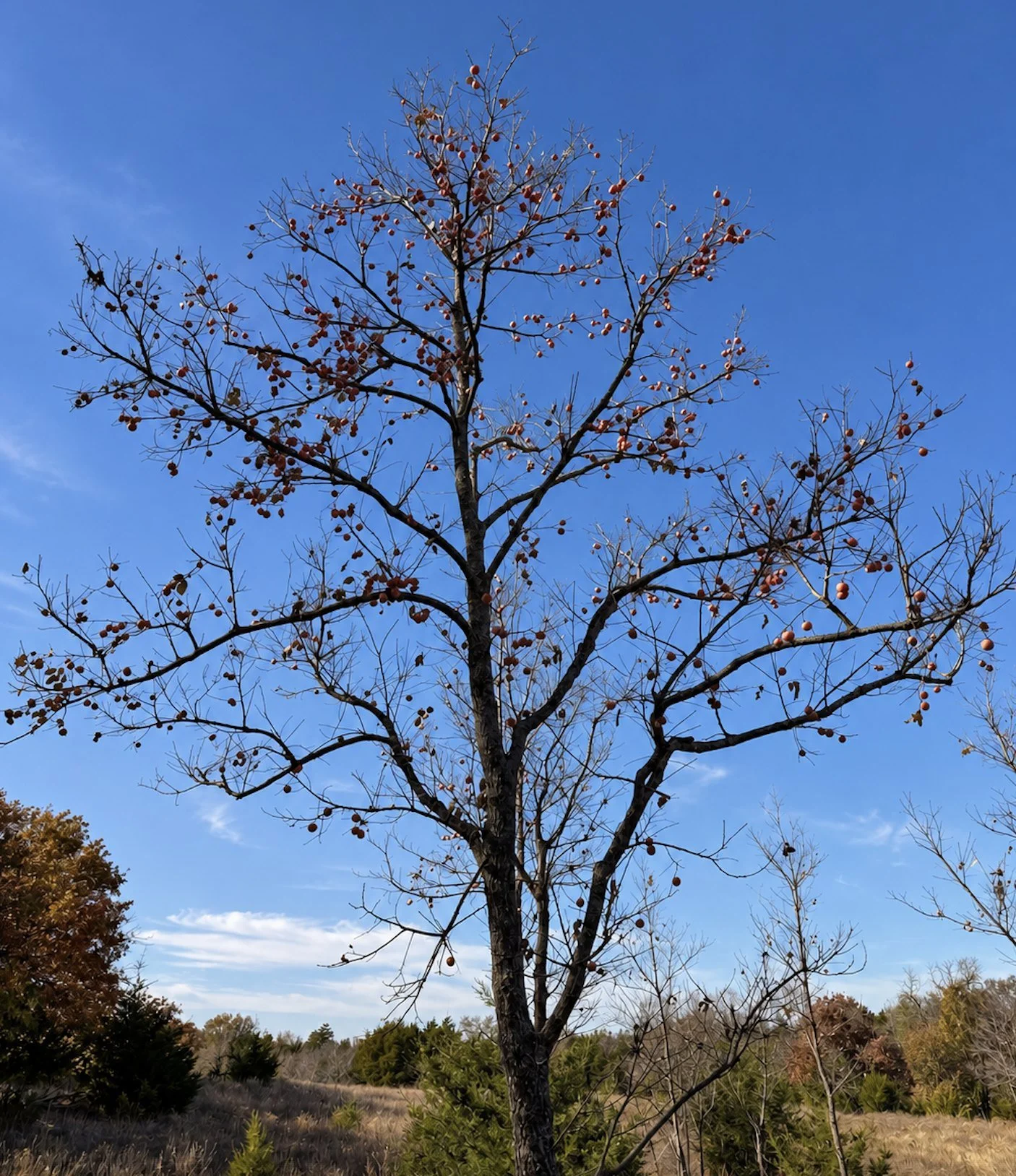 Persimmon tree loaded with fruit against a blue sky in fall