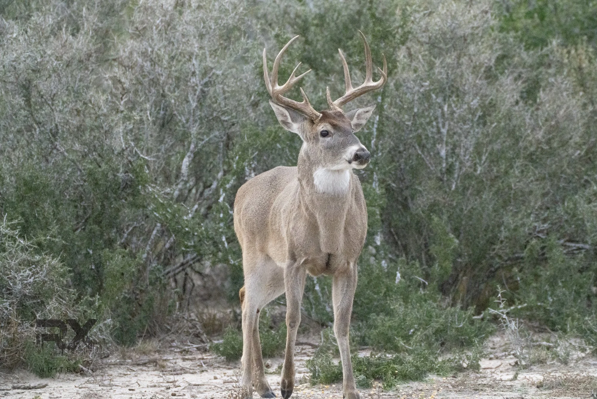 Mature whitetail buck standing alert at the edge of brushy cover
