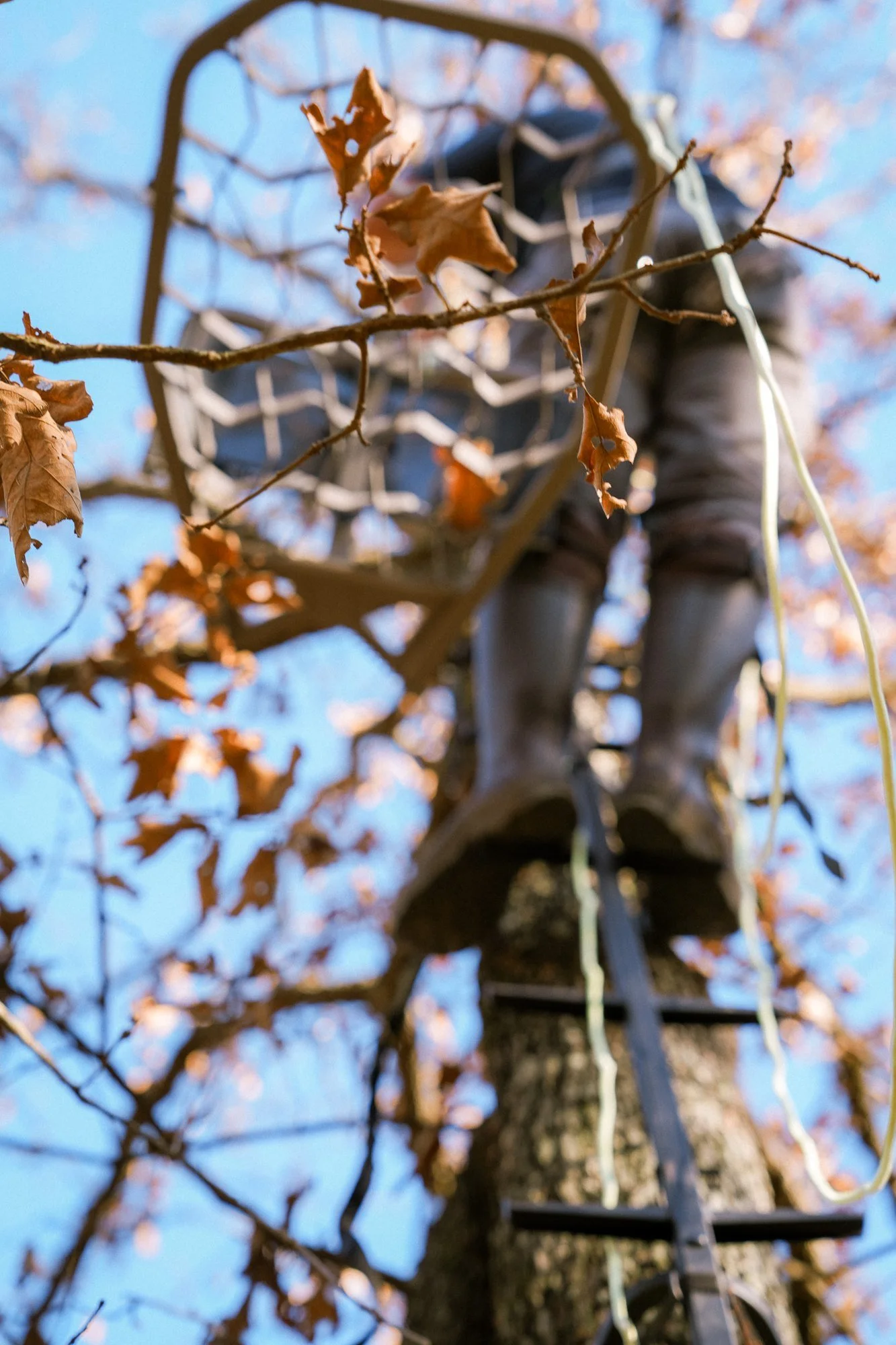 Looking up at a hunter in a Novix hang-on stand in an oak