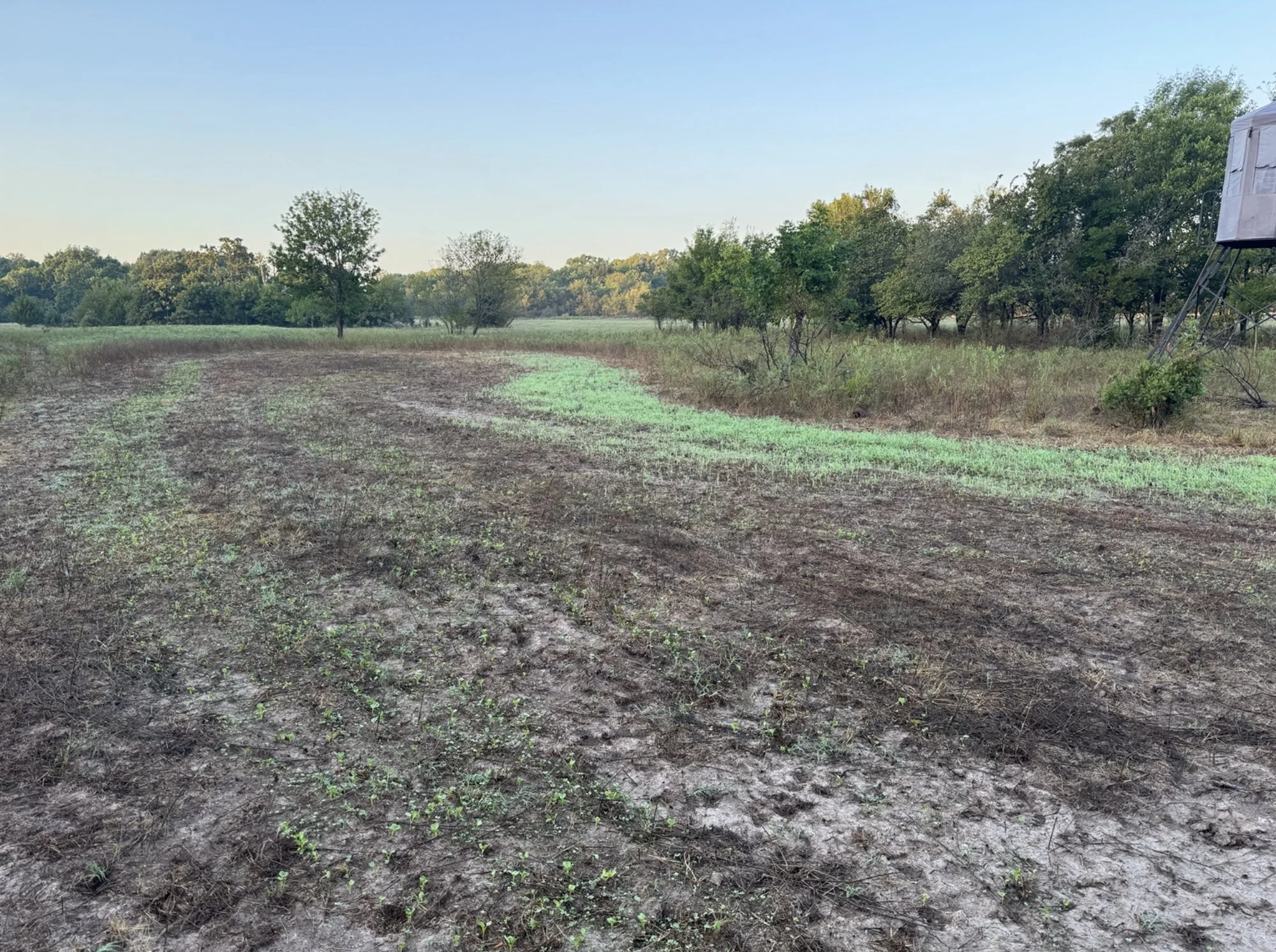 Young food plot greening up in a worked field, with a box blind at the timber edge