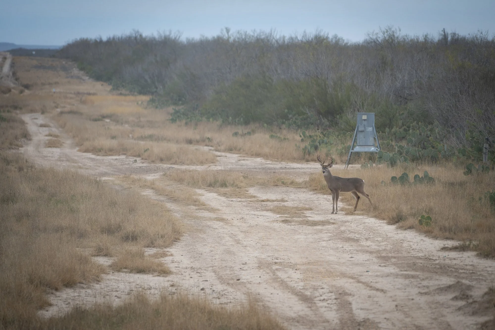 Whitetail buck crossing a sendero on the edge of the brush