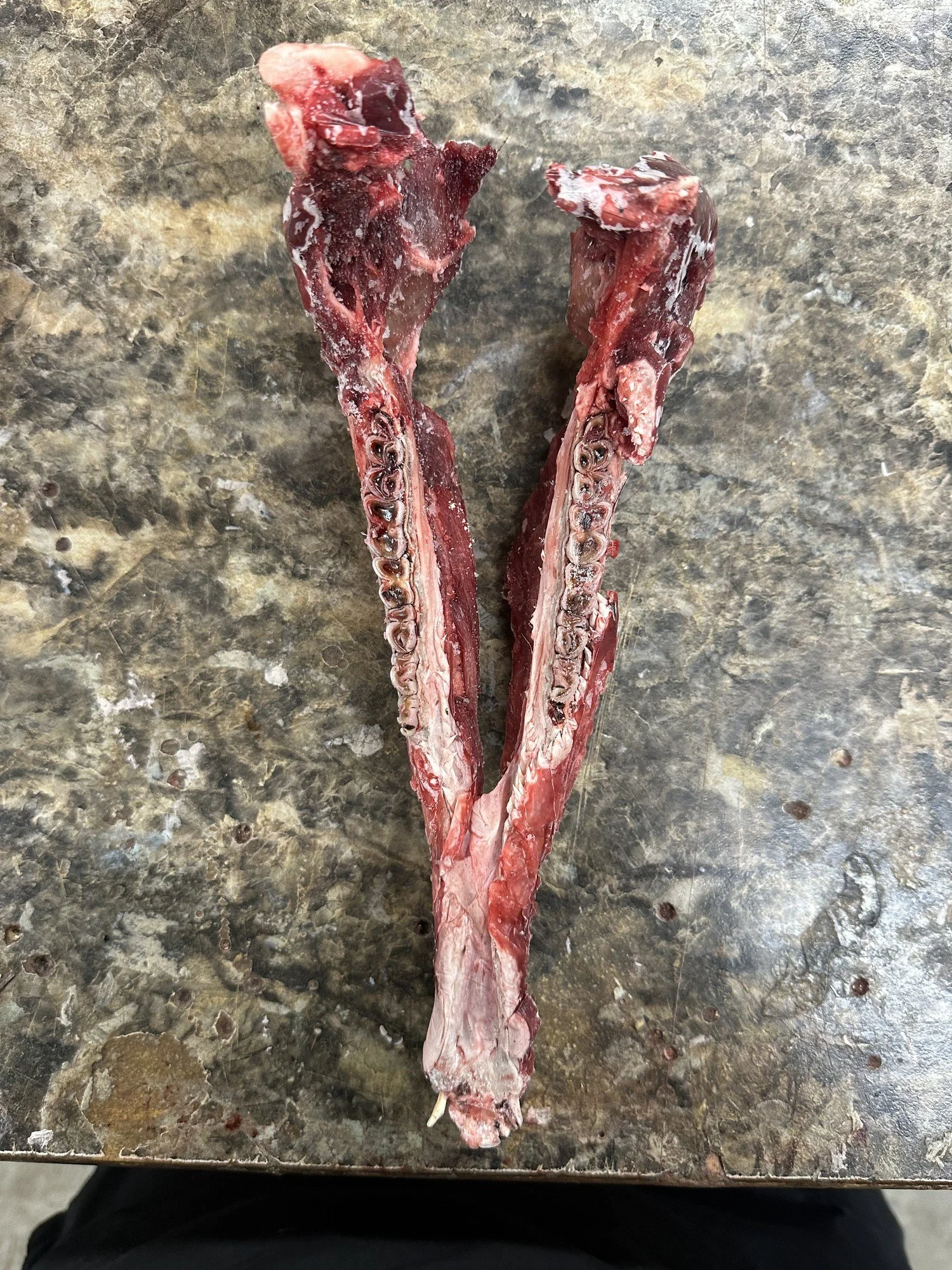 Lower jawbone from Tank showing worn teeth used to age the buck