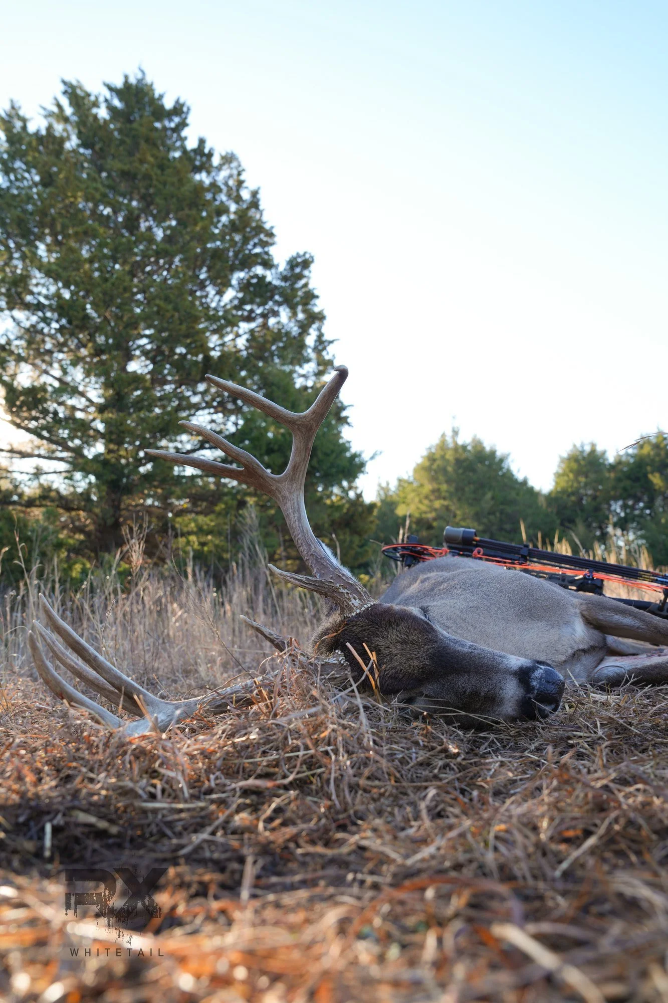 Pitchfork buck in the grass with a bow