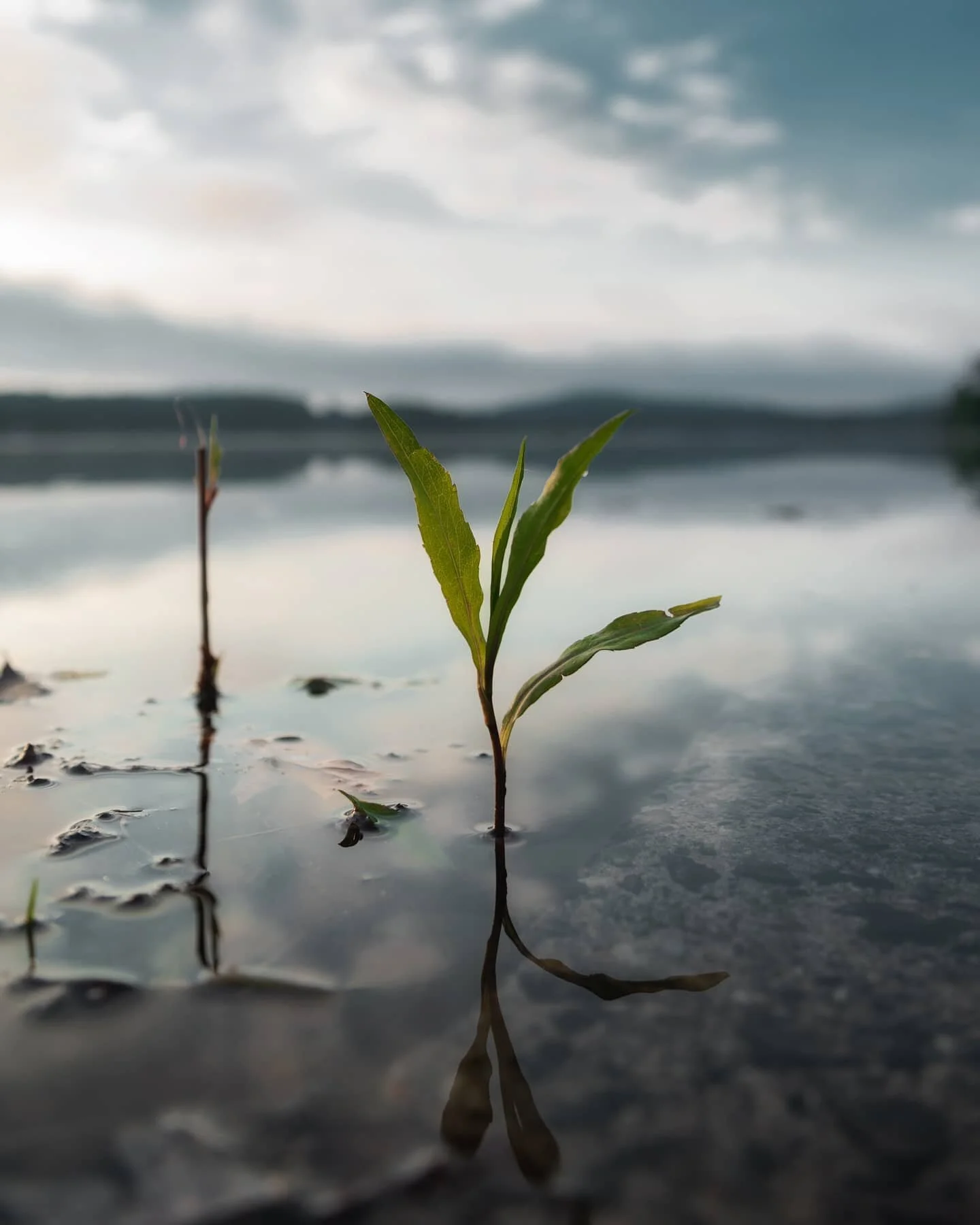 Life 🌱⁣
-⁣
#lessnipezphotography #ig_killerz #classifiedmind #illgrammers  #sunsets #sunset #travel #travelphotography #travelgram #travelblogger #traveling #forest #forestphotography #georgia #hiawassee #hiawasseega #hiawasseesunset #chatahoochee #