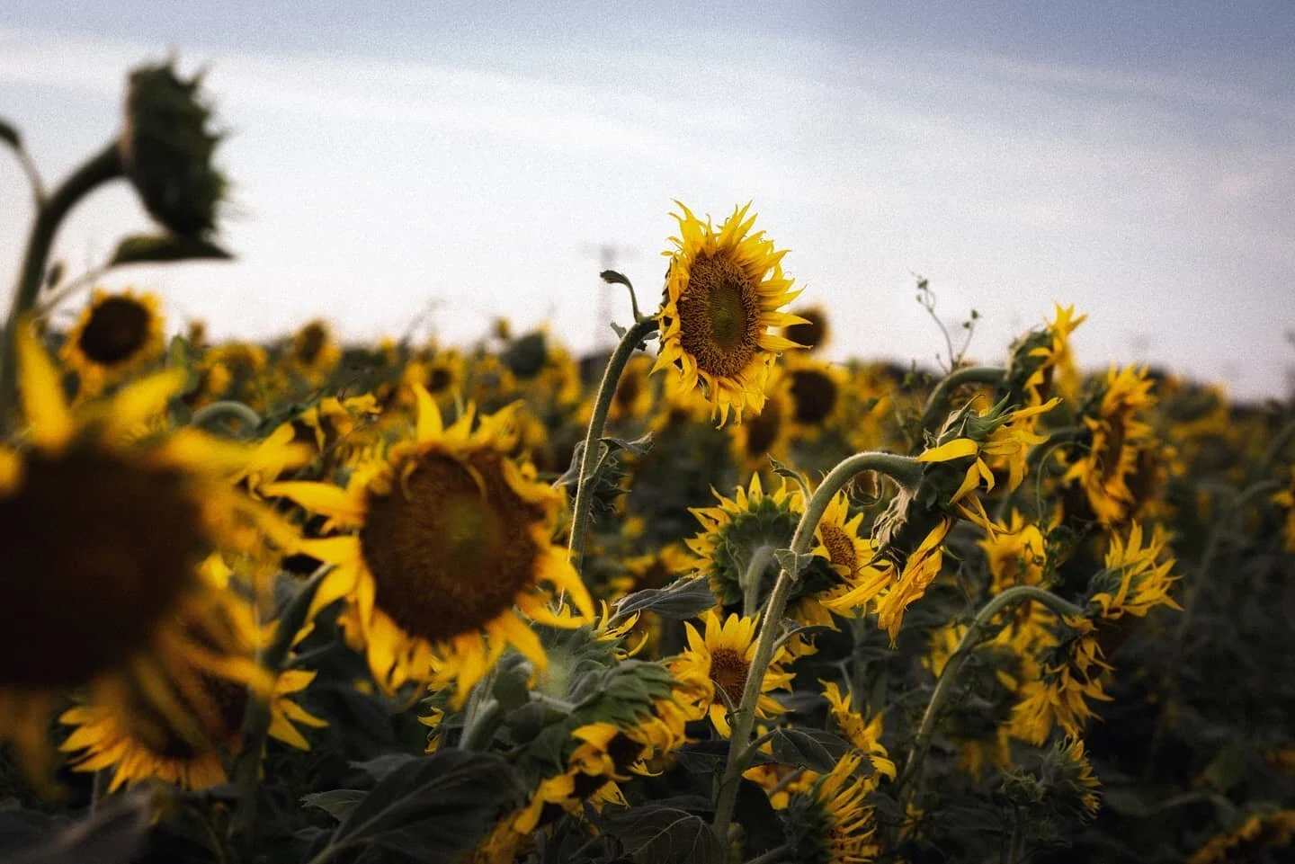 Remnants of Summer 🌻⁣⁣
-⁣⁣
As the temperature begins to drop, days become shorter, leaves begin to fall, we'll soon be saying goodbye to the summer and hello to the fall 👋🏾⁣⁣
-⁣⁣
#lessnipezphotography #ig_killerz #classifiedmind #illgrammers #memp