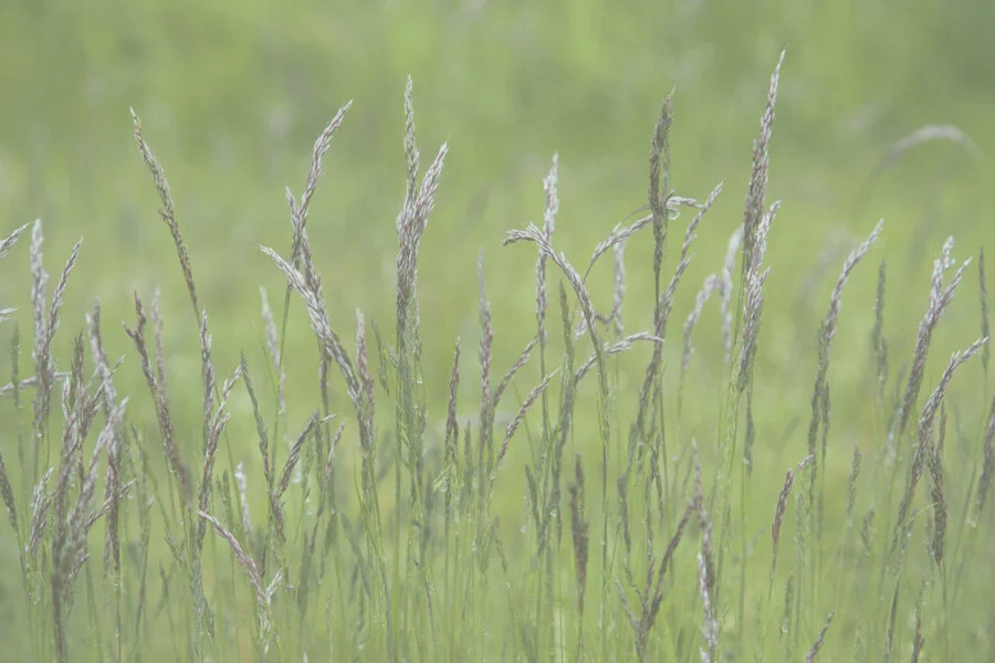 Gras_02.jpeg
